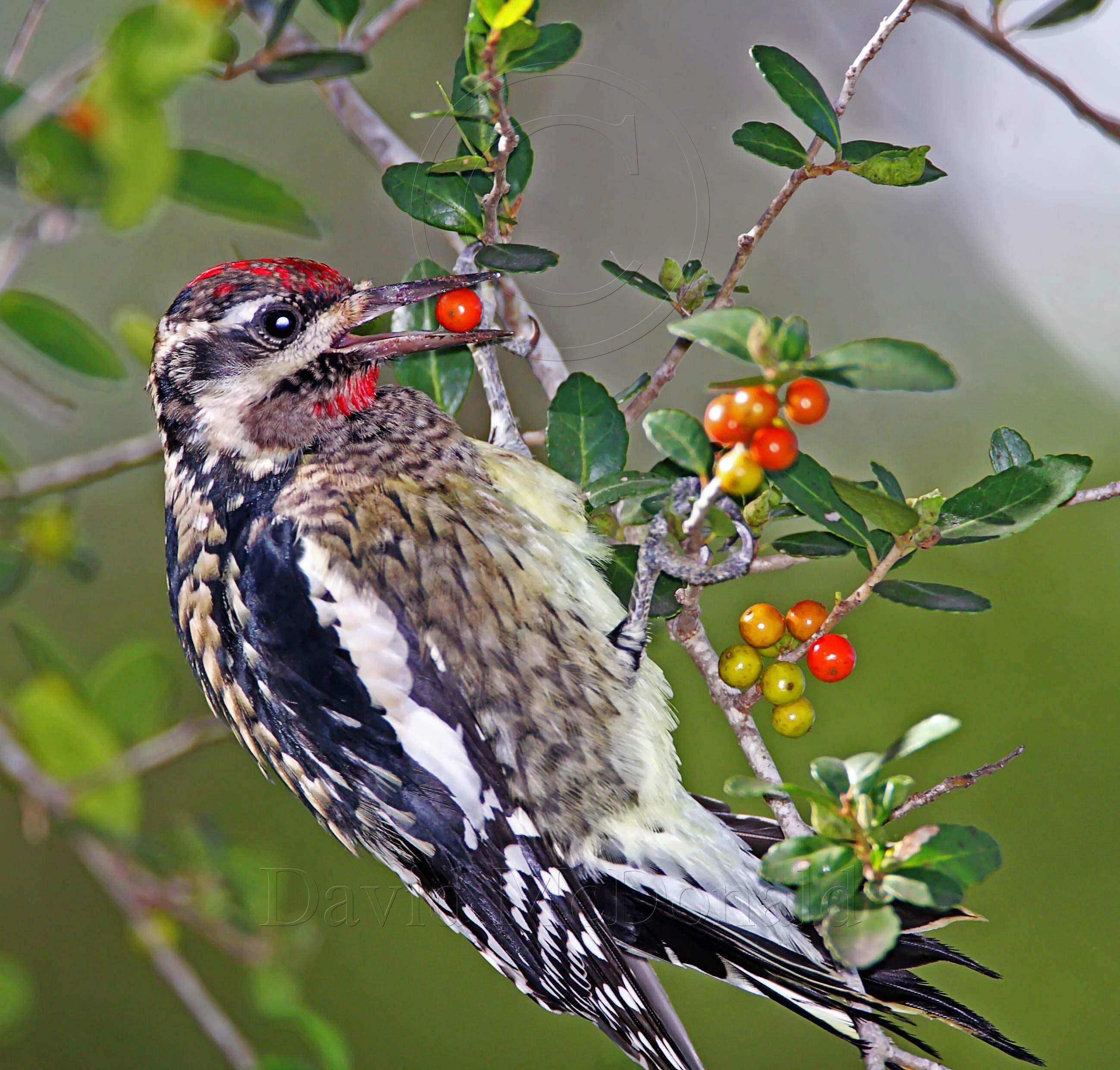 Yellow-bellied Sapsucker - juvenile male_5364.jpg