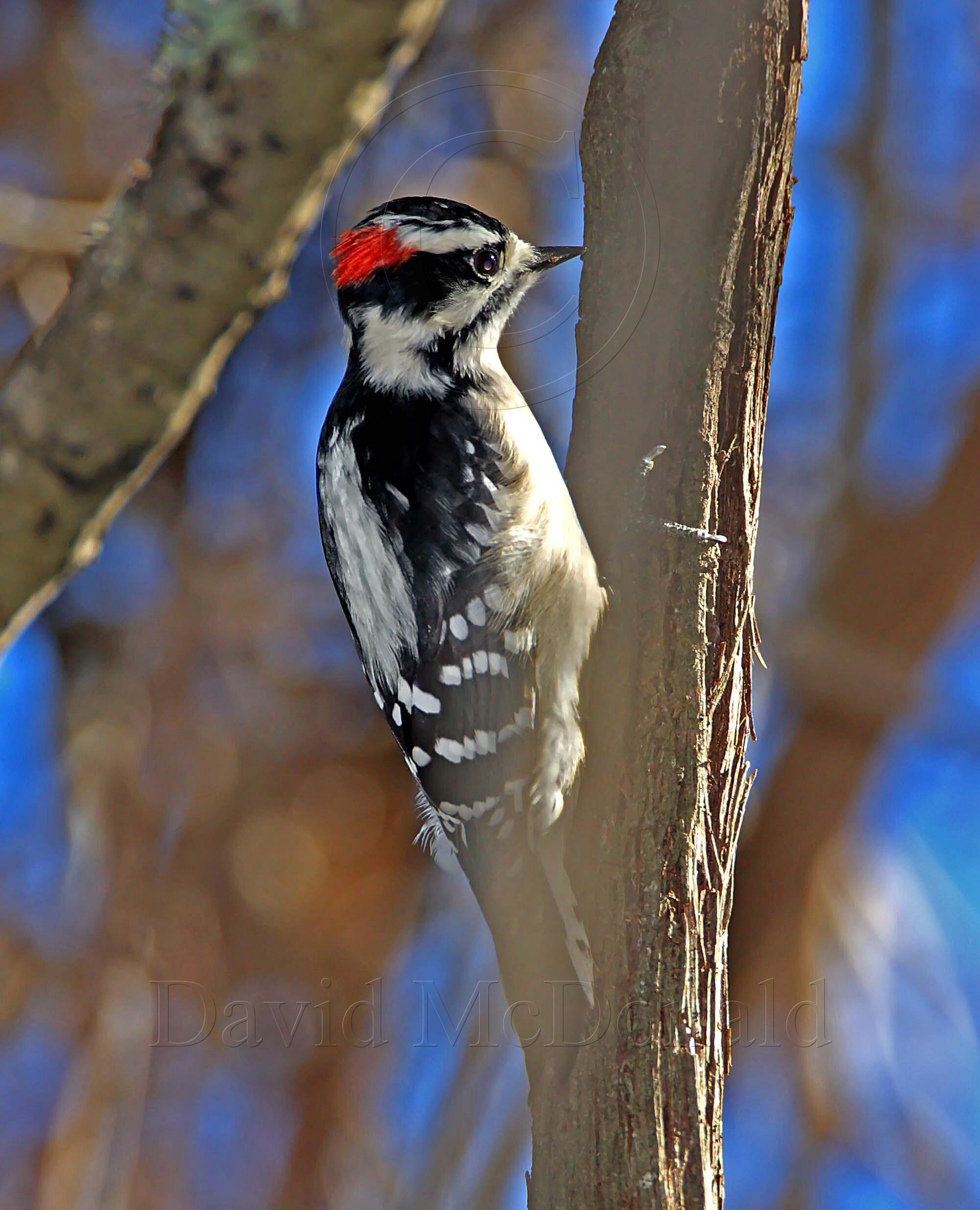 Downy Woodpecker - male_5416.jpg