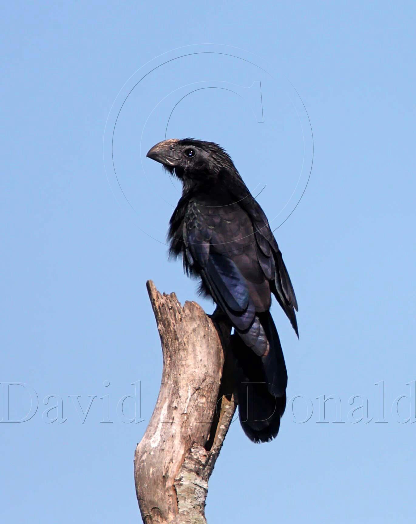 Groove-billed Ani @ Brazos Bend SP_5532.jpg