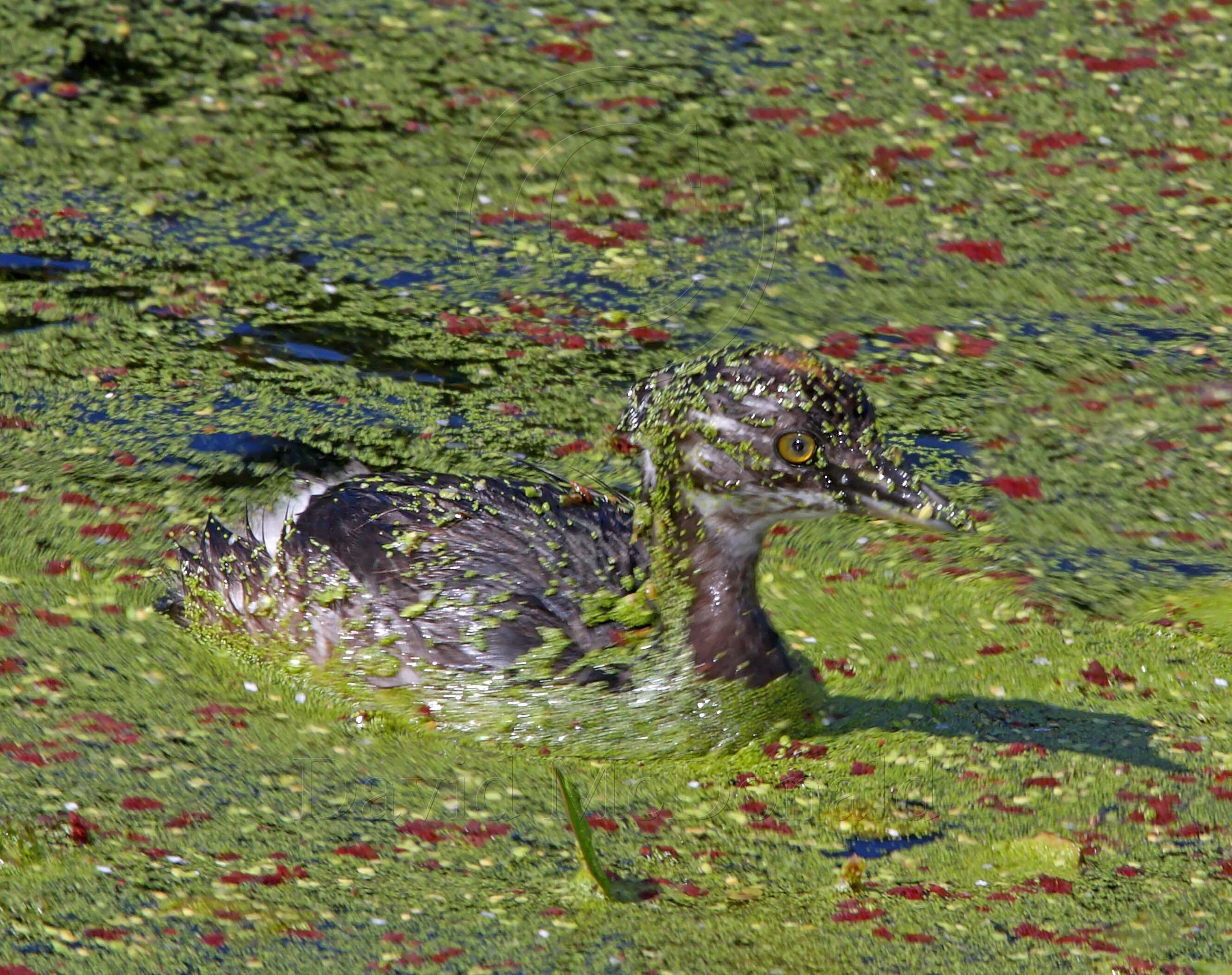 Least Grebe - juvenile_5720.jpg