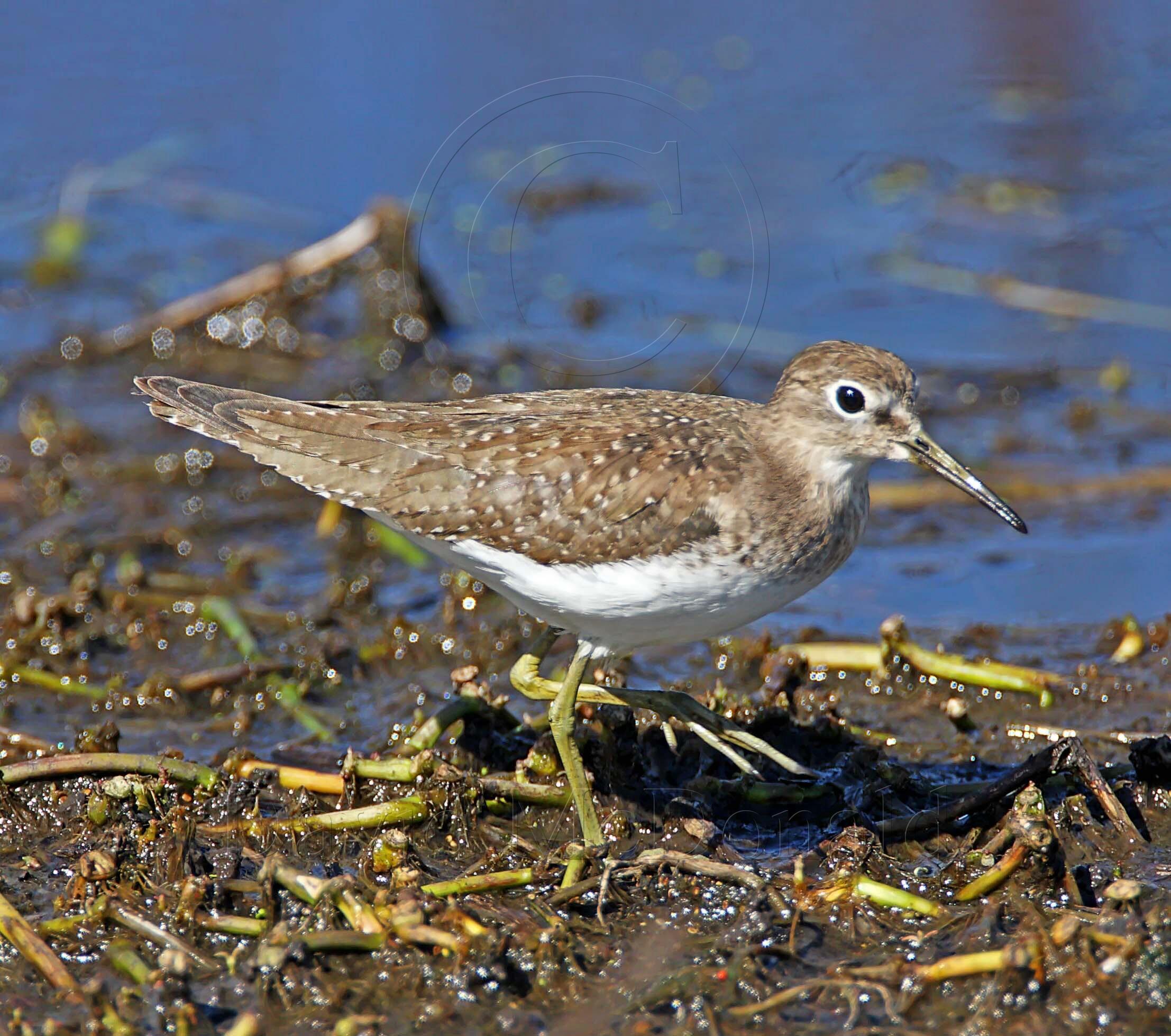Solitary Sandpiper - basic_5508.jpg