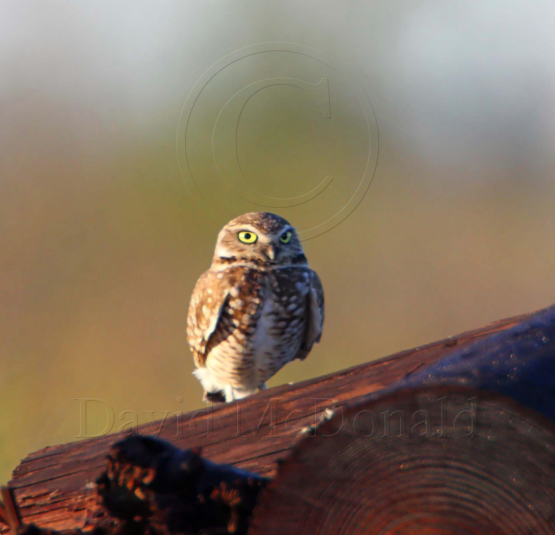 Burrowing Owl_5755.jpg