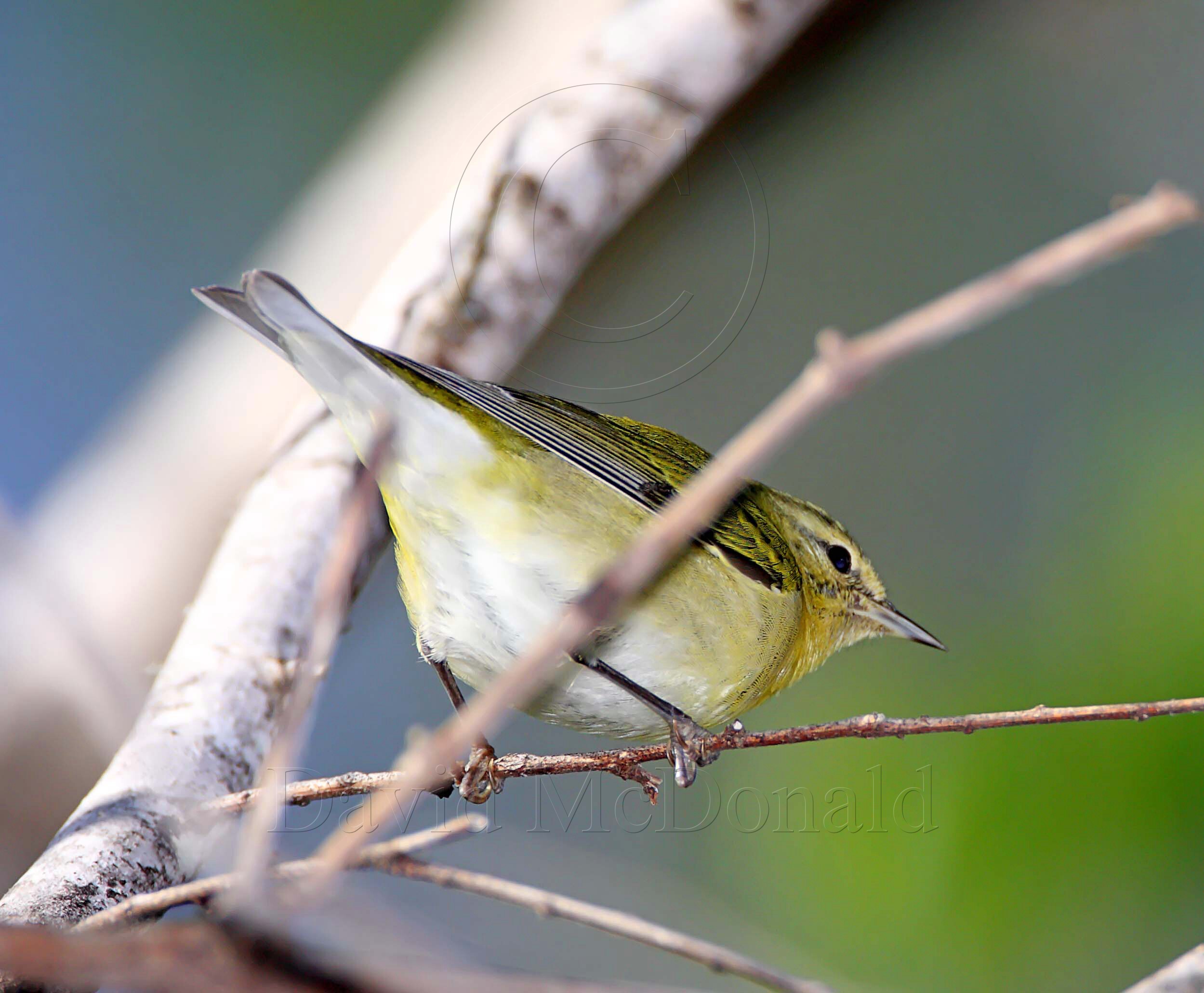 Tennessee Warbler_5812.jpg