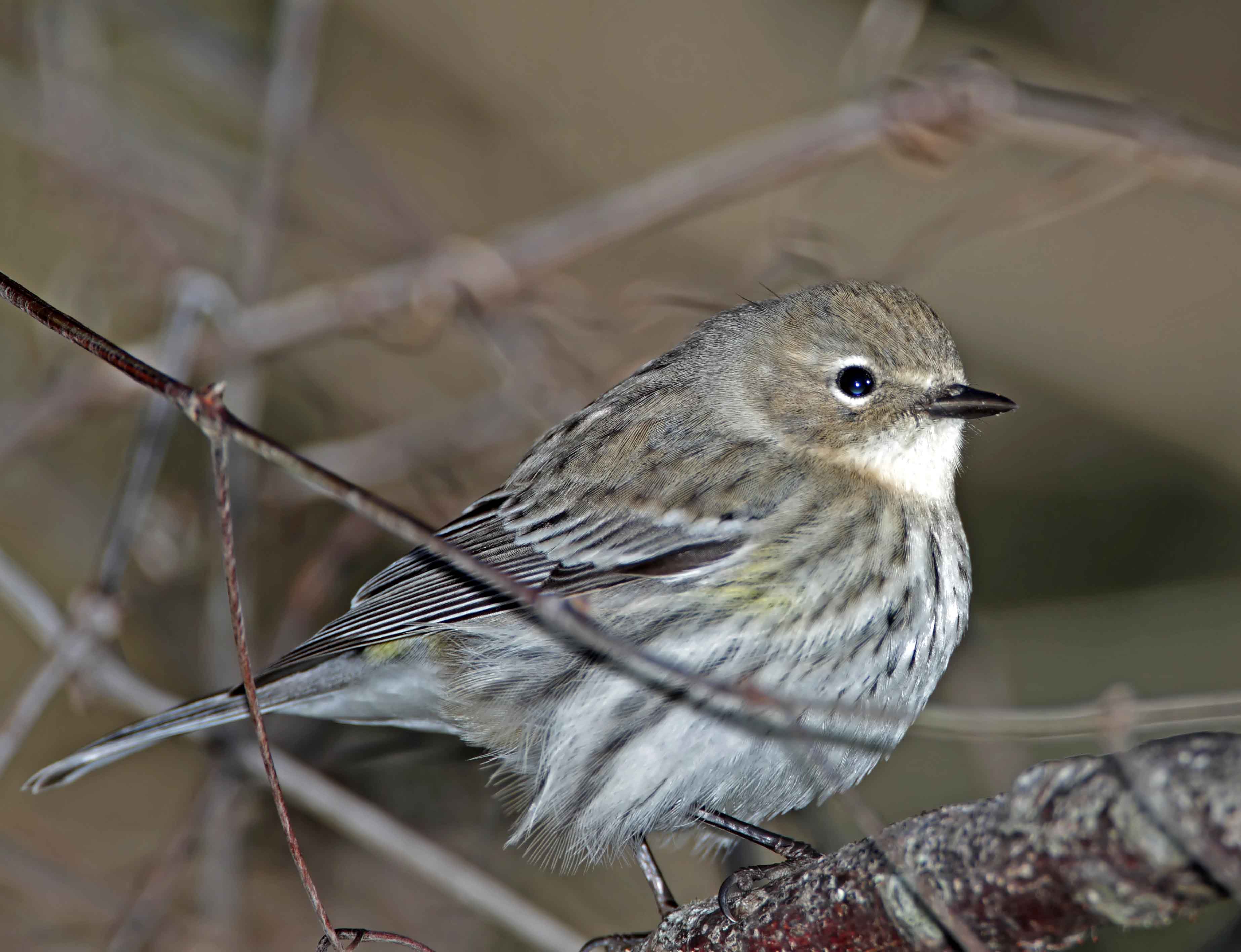 Yellow-rumped Warbler_1076.jpg