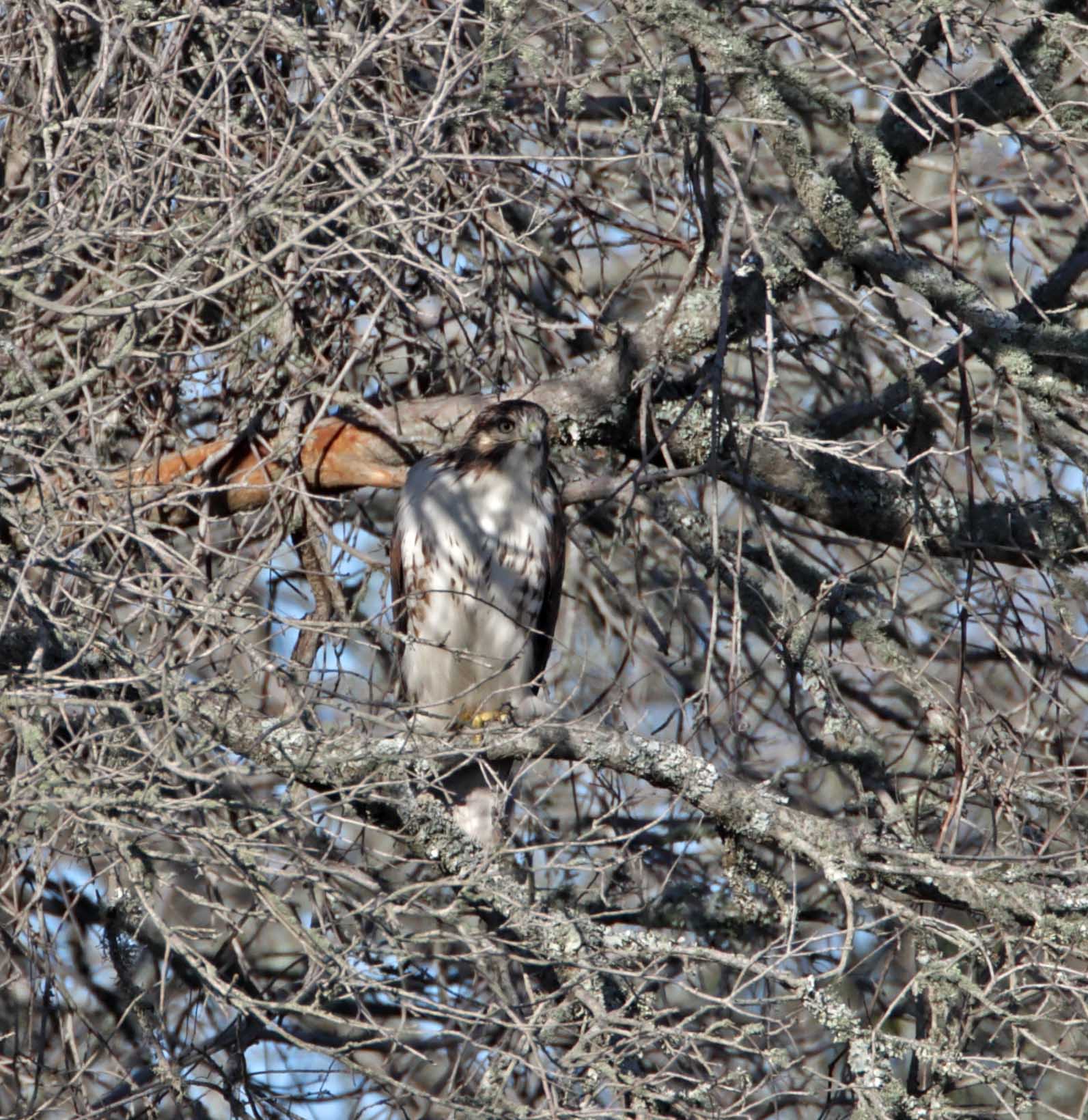 Red-tailed Hawk_1085.jpg