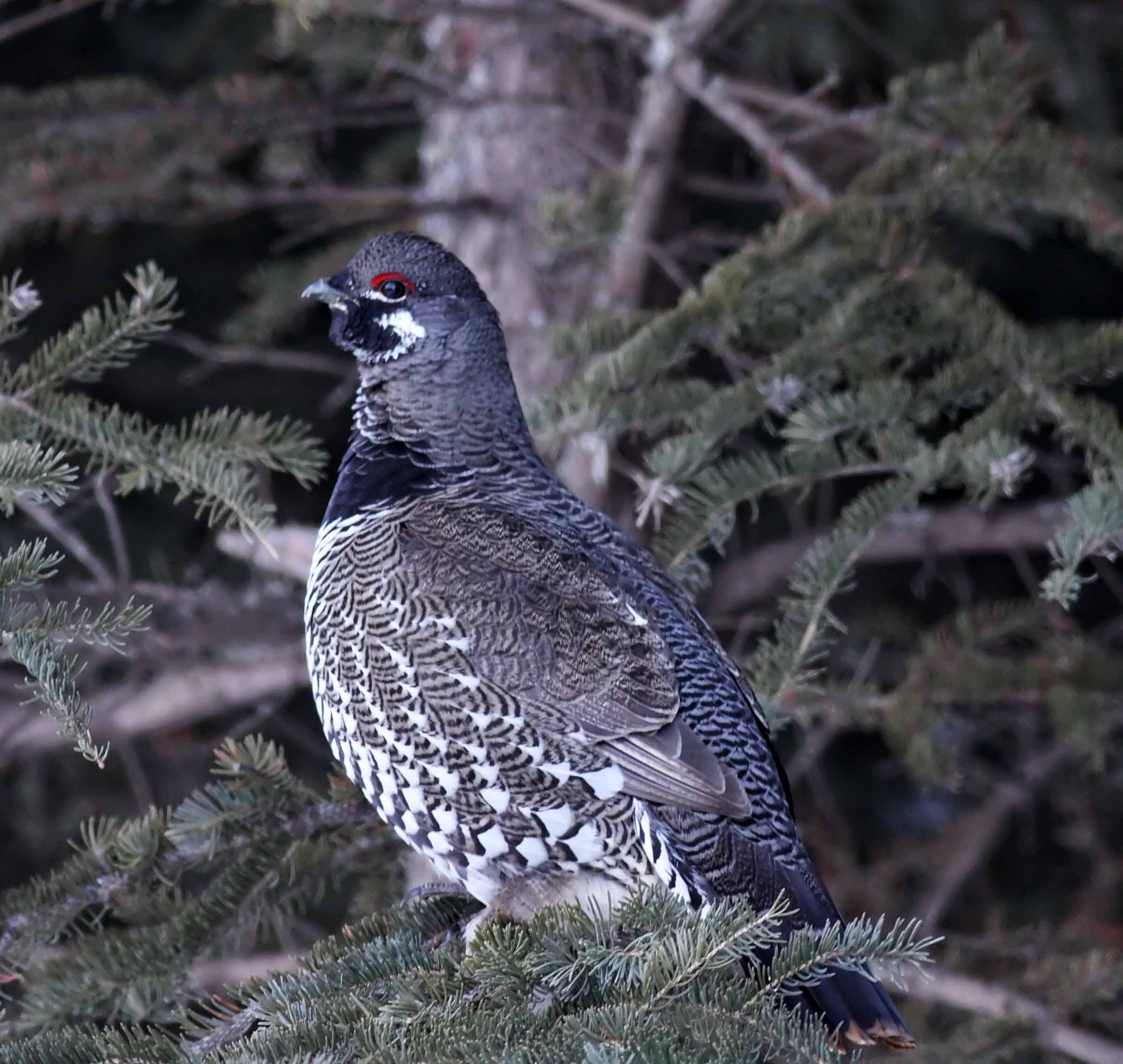 Spruce Grouse - male_7664.jpg