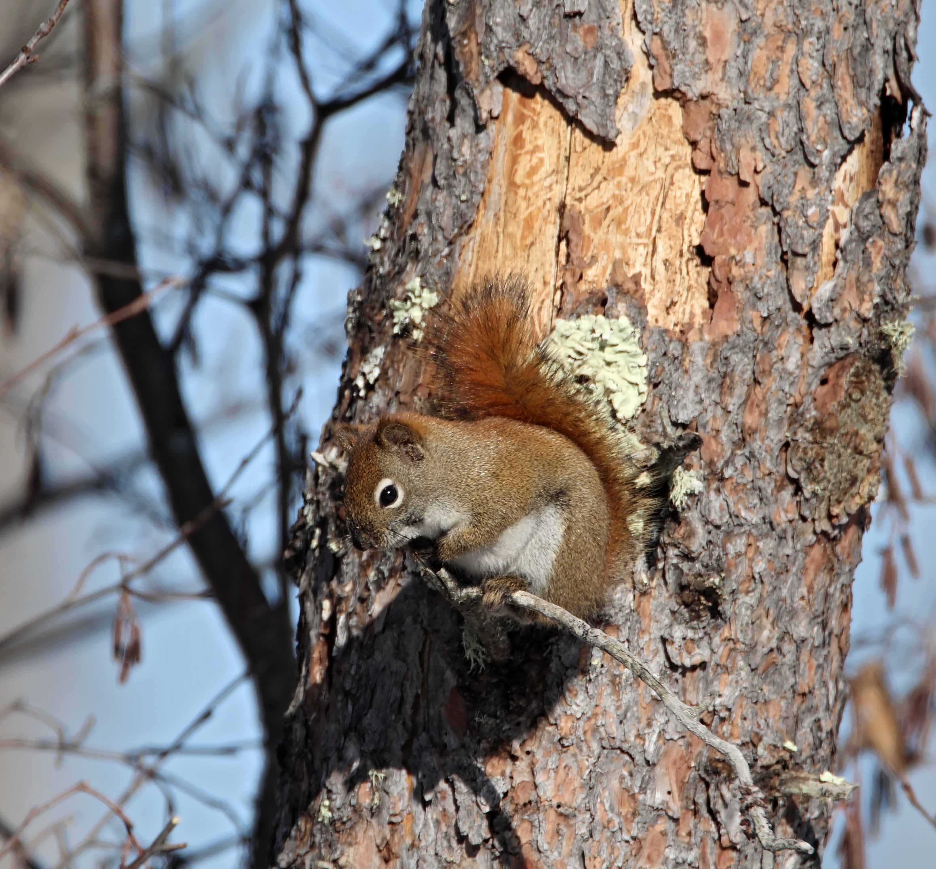 Red Squirrel_2808.jpg