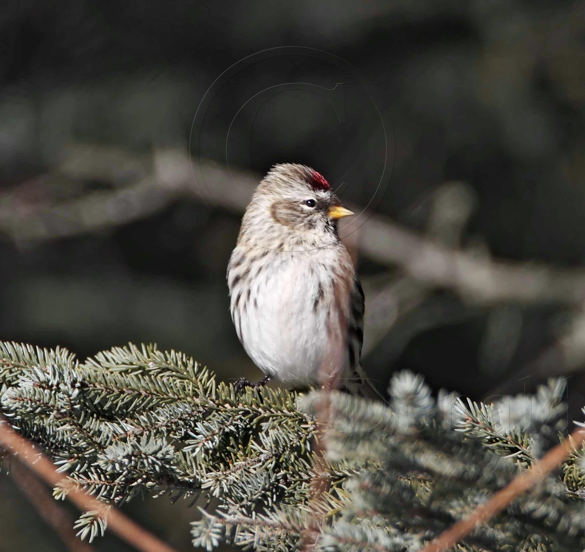 Redpoll - female_2528.jpg