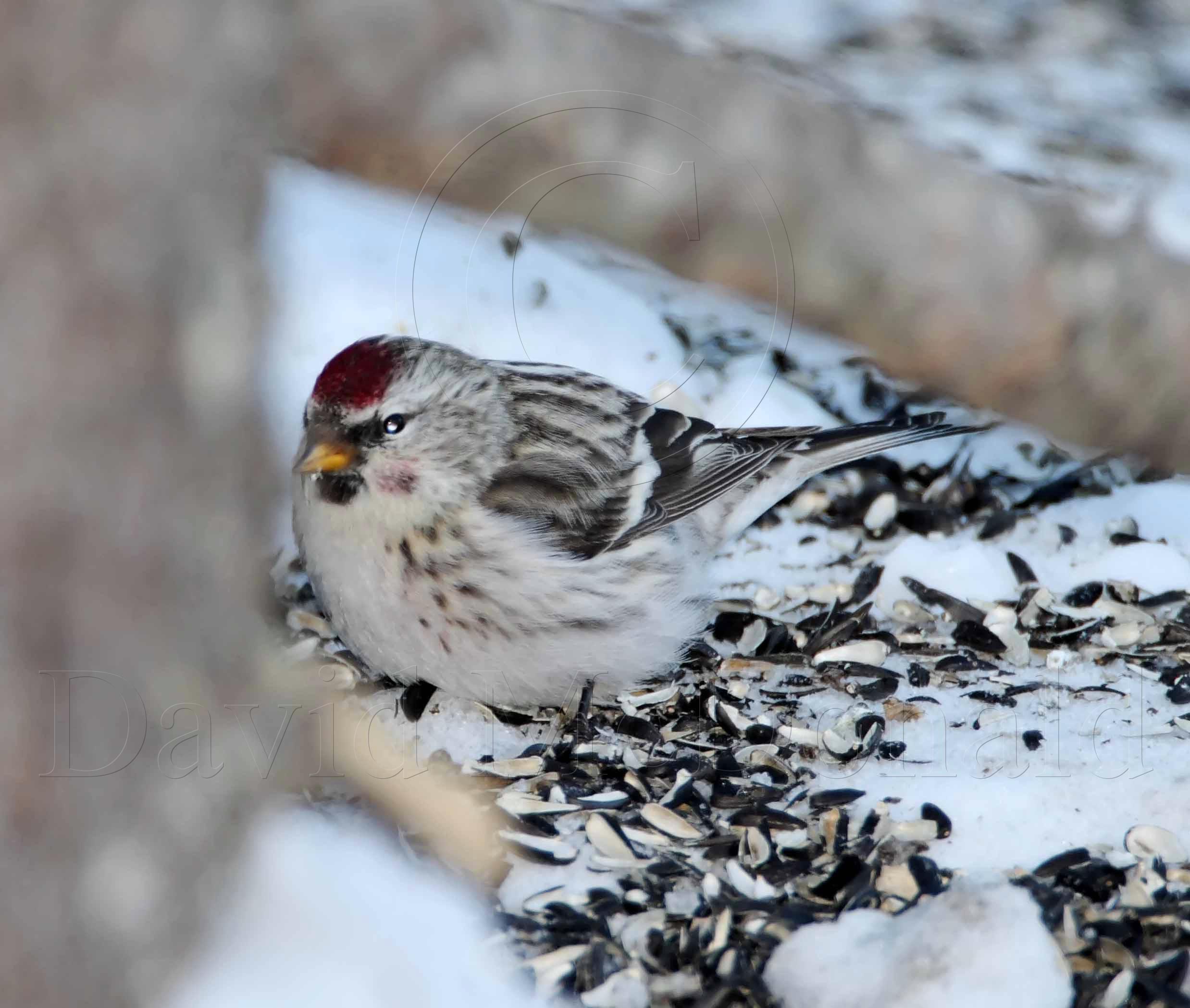 Redpoll - female_2715.jpg