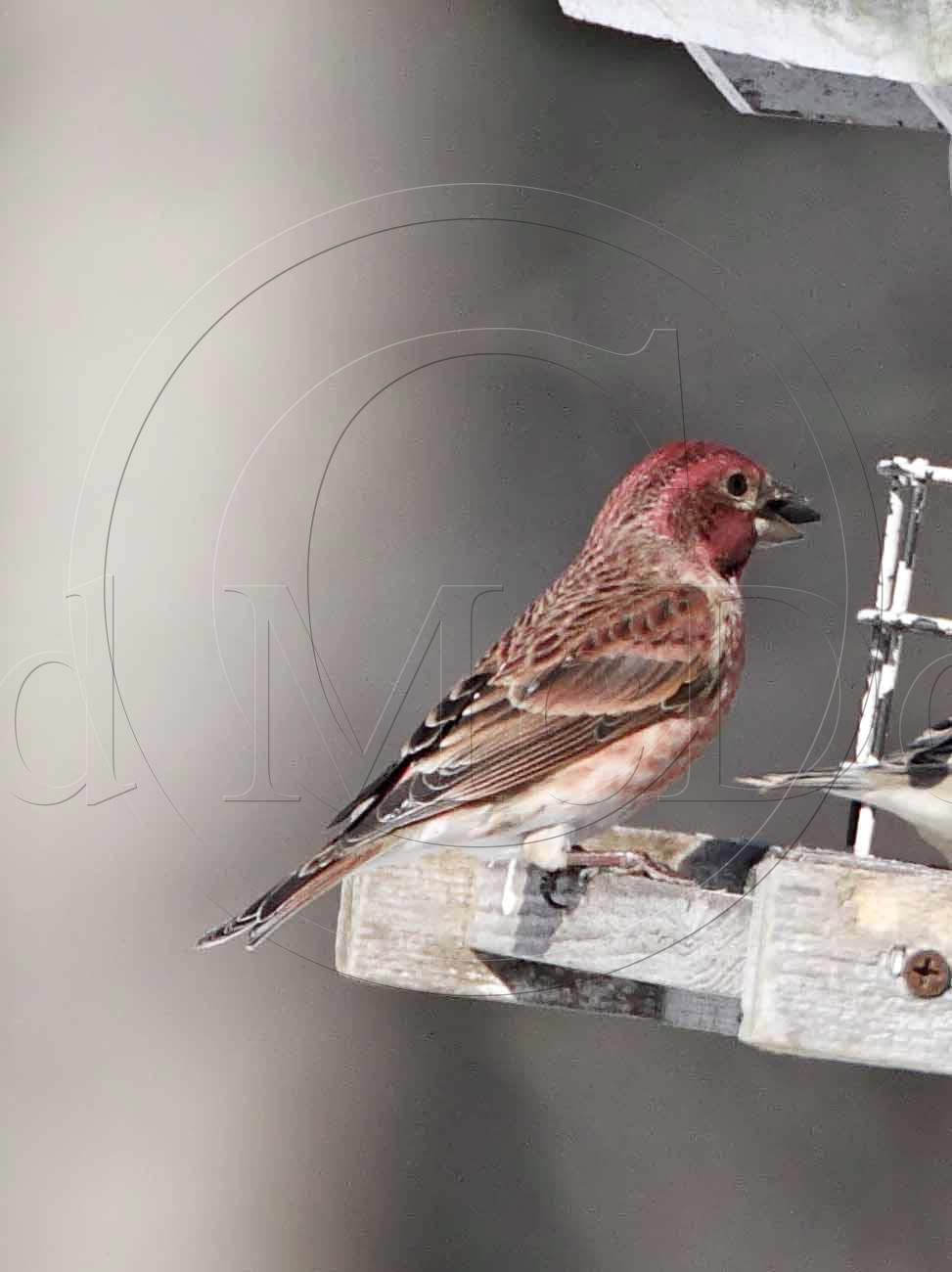 Purple Finch - male_2430.jpg