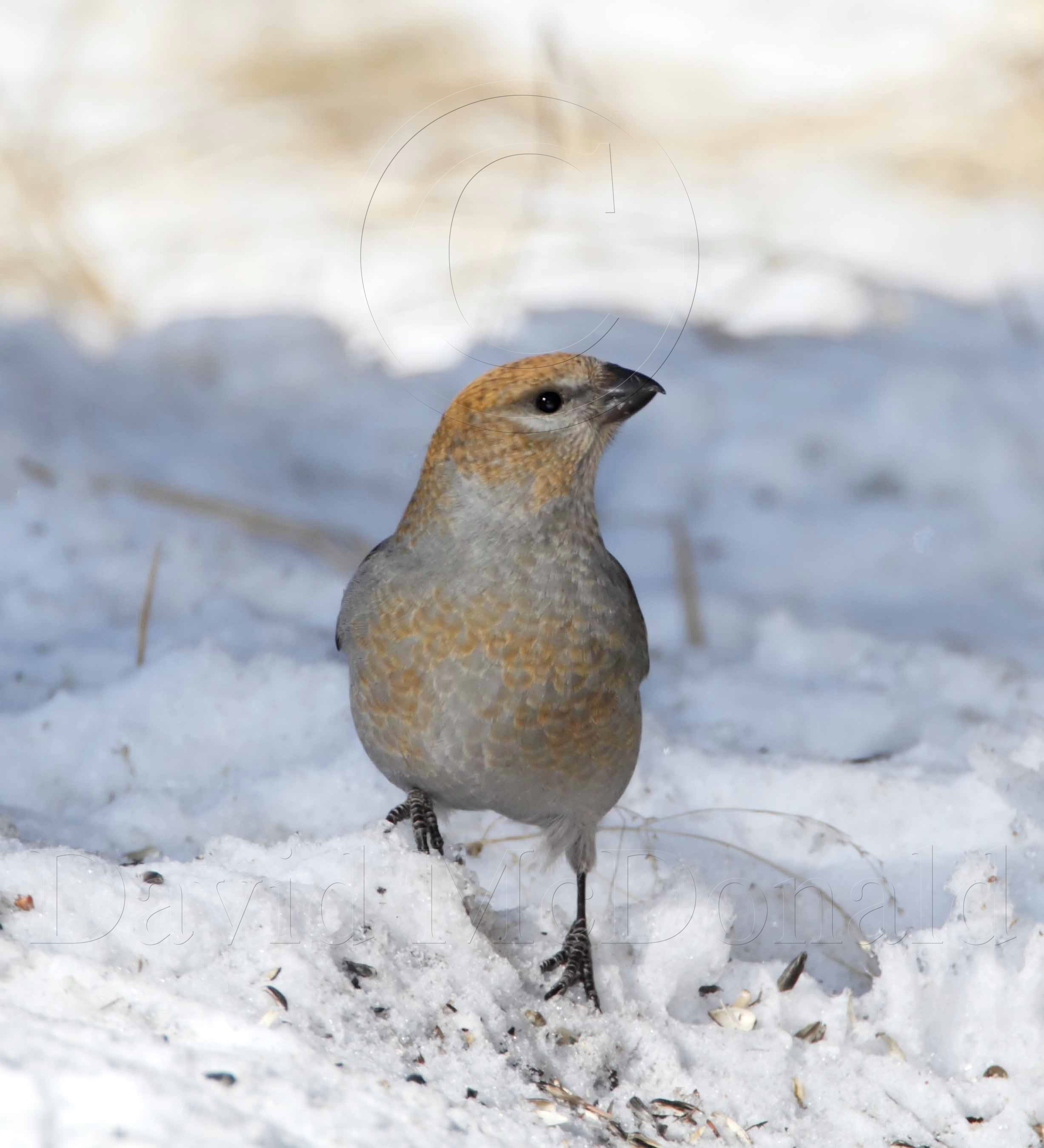 Pine Grosbeak - female_2570.jpg