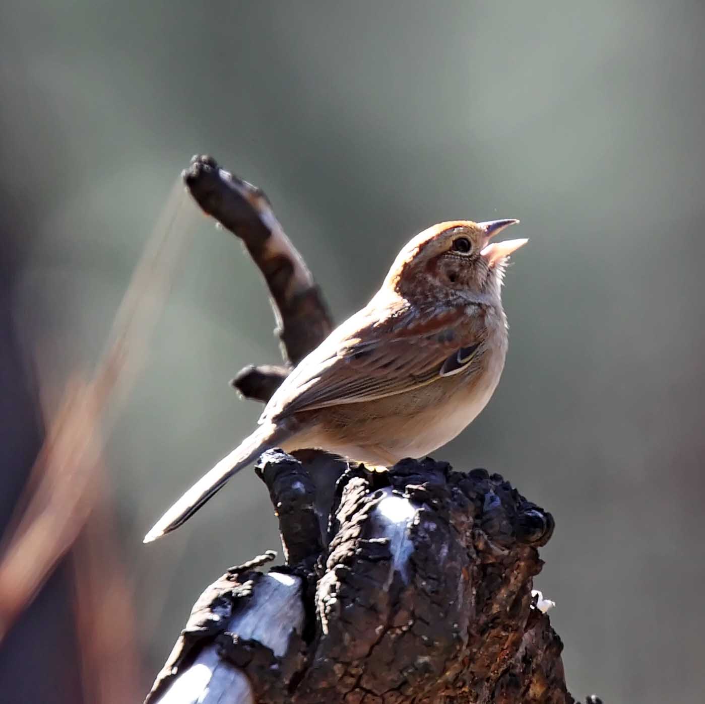 Bachmans Sparrow_8402.jpg