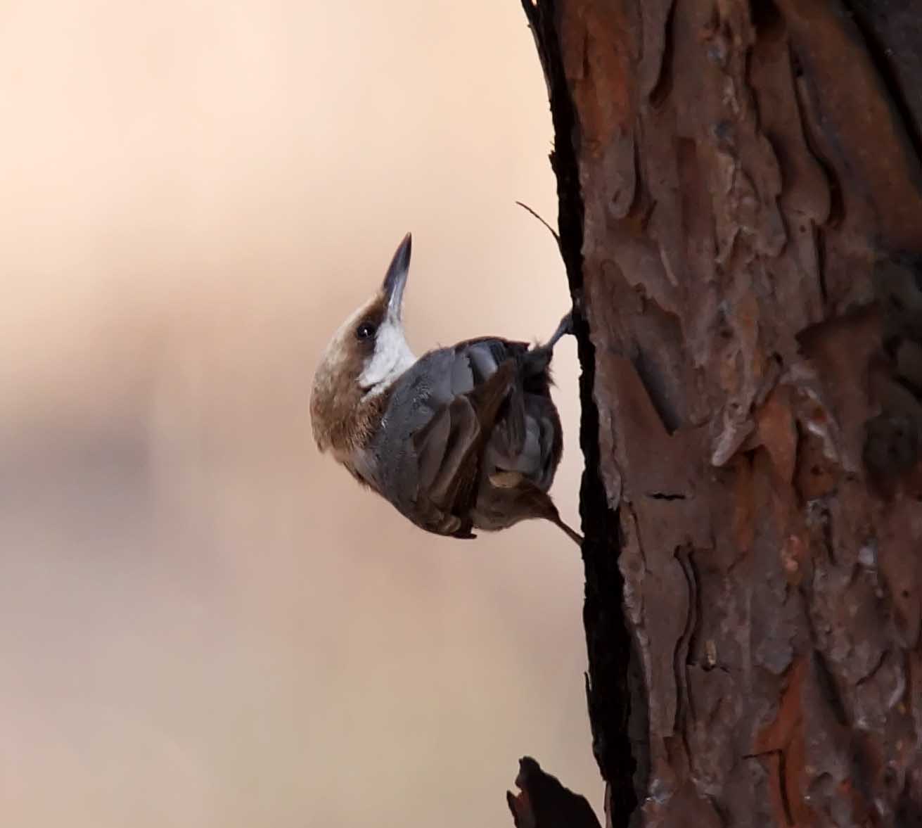 Brown-headed Nuthatch_8574.jpg