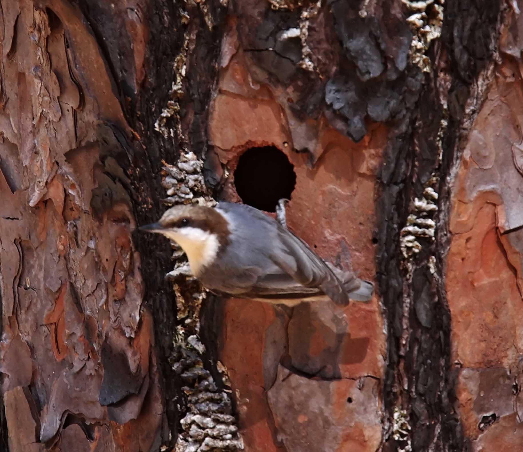 Brown-headed Nuthatch_8580.jpg