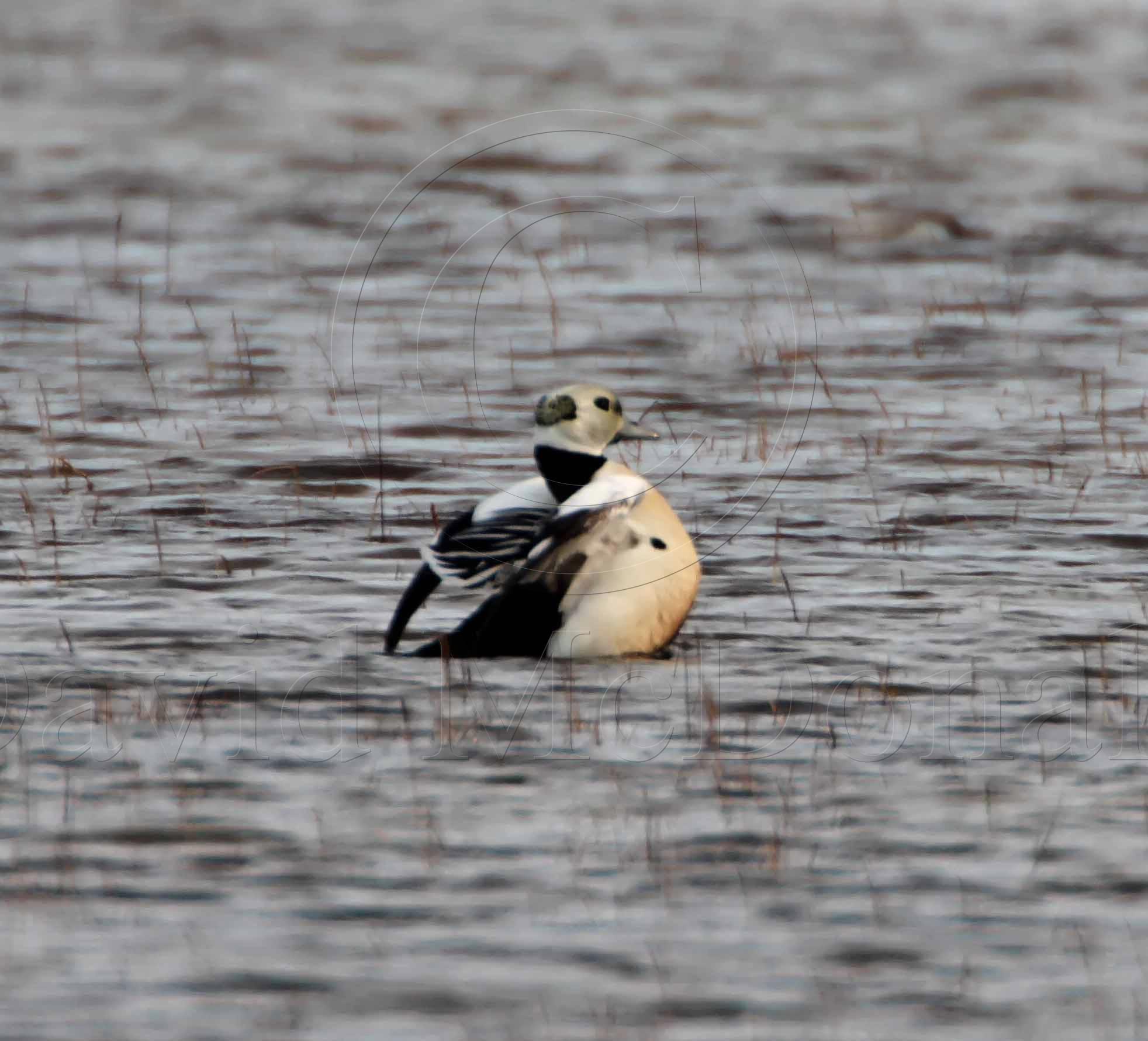Stellers Eider_4872.jpg