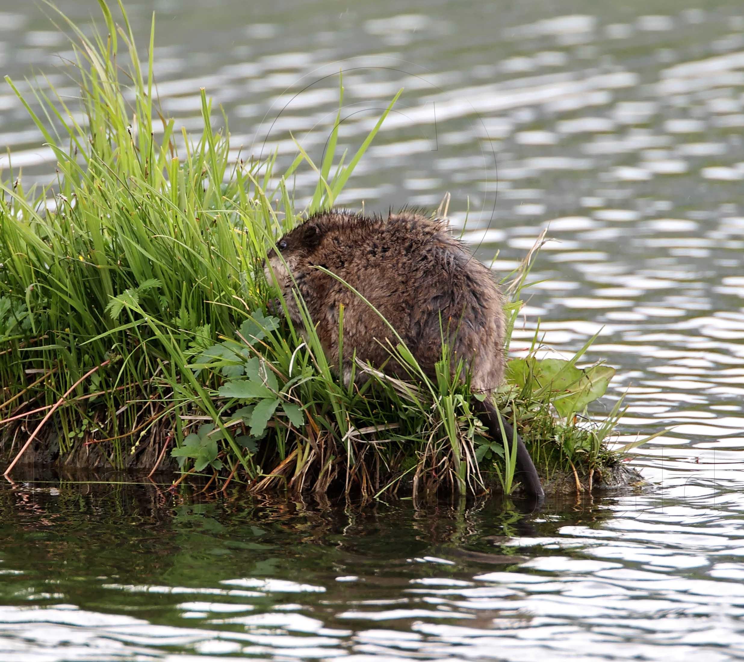 Muskrat_8023.jpg