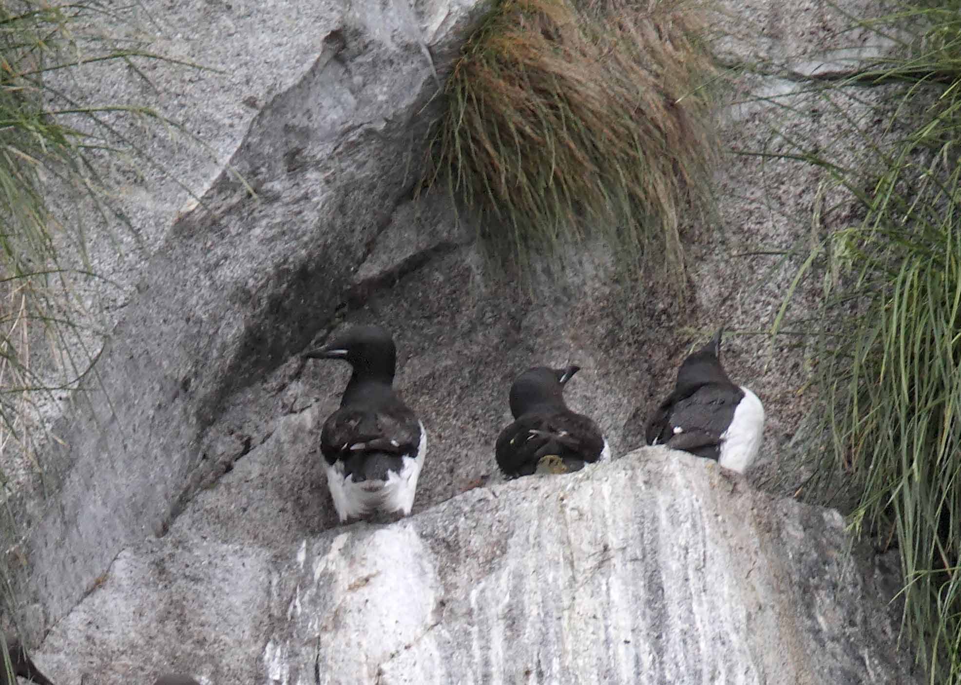 Thick-billed Murre_7431.jpg