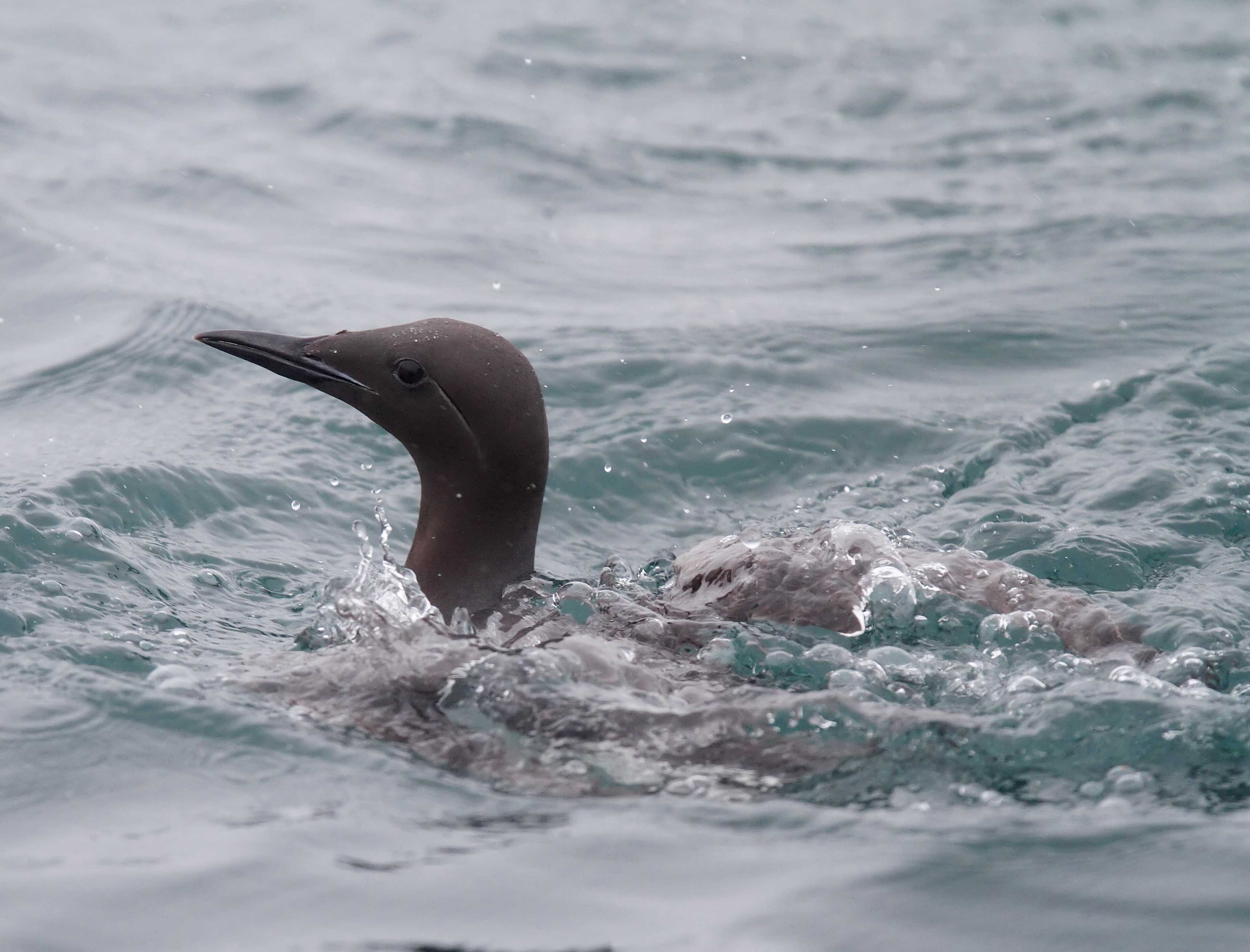 Common Murre - breeding_7023.jpg