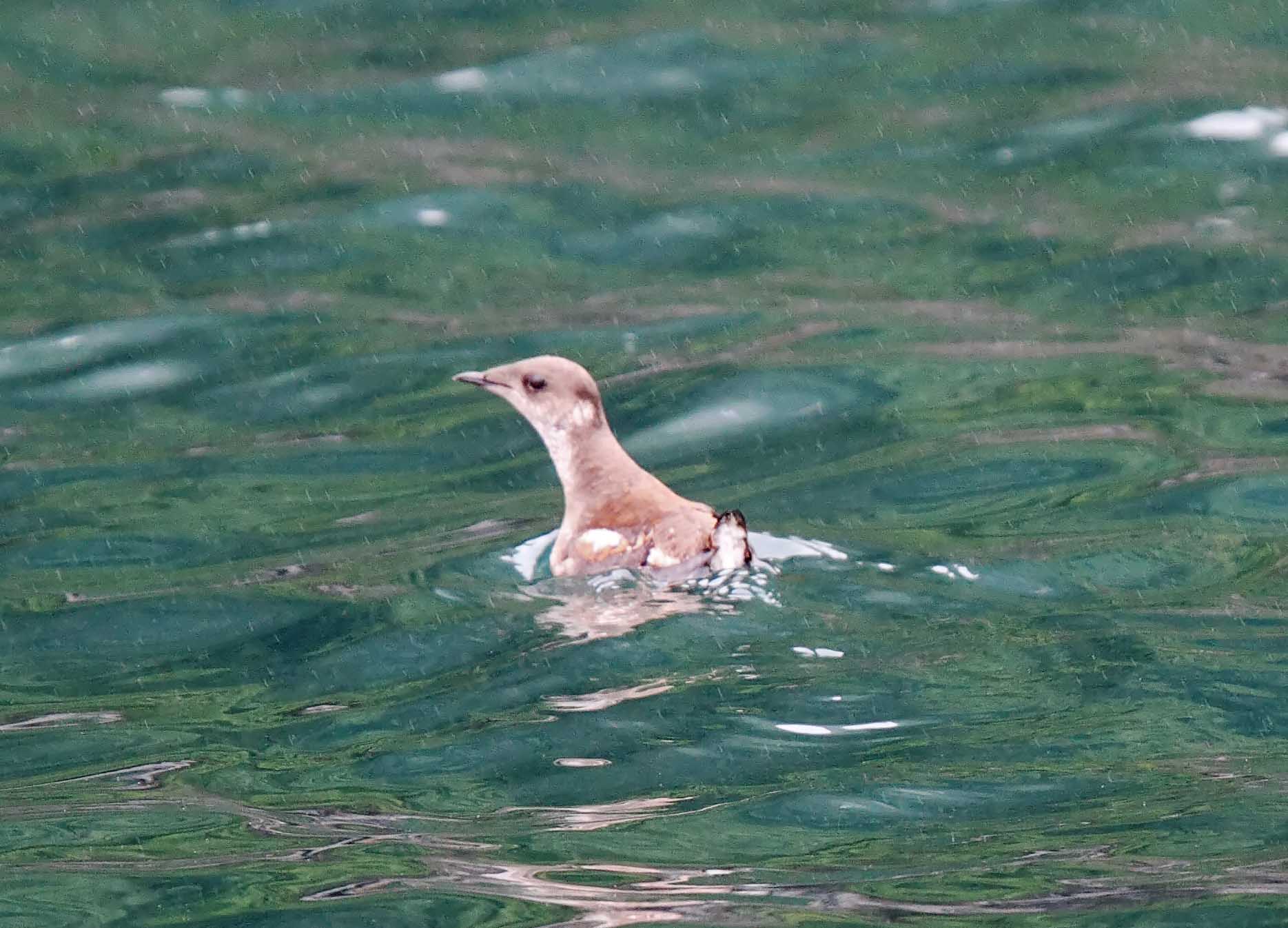 Marbled Murrelet - breeding_6830.jpg