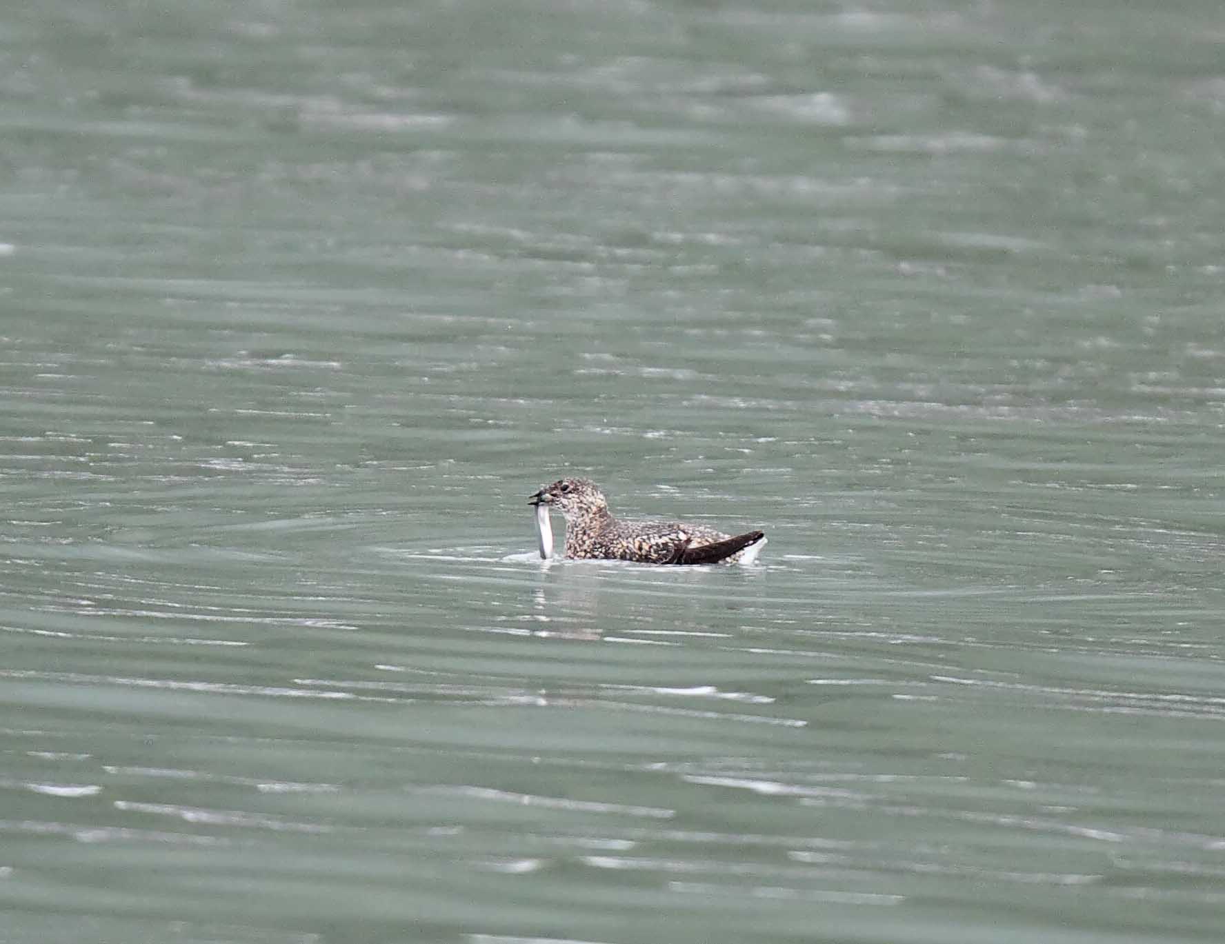 Kittlitzs Murrelet - breeding_6974.jpg