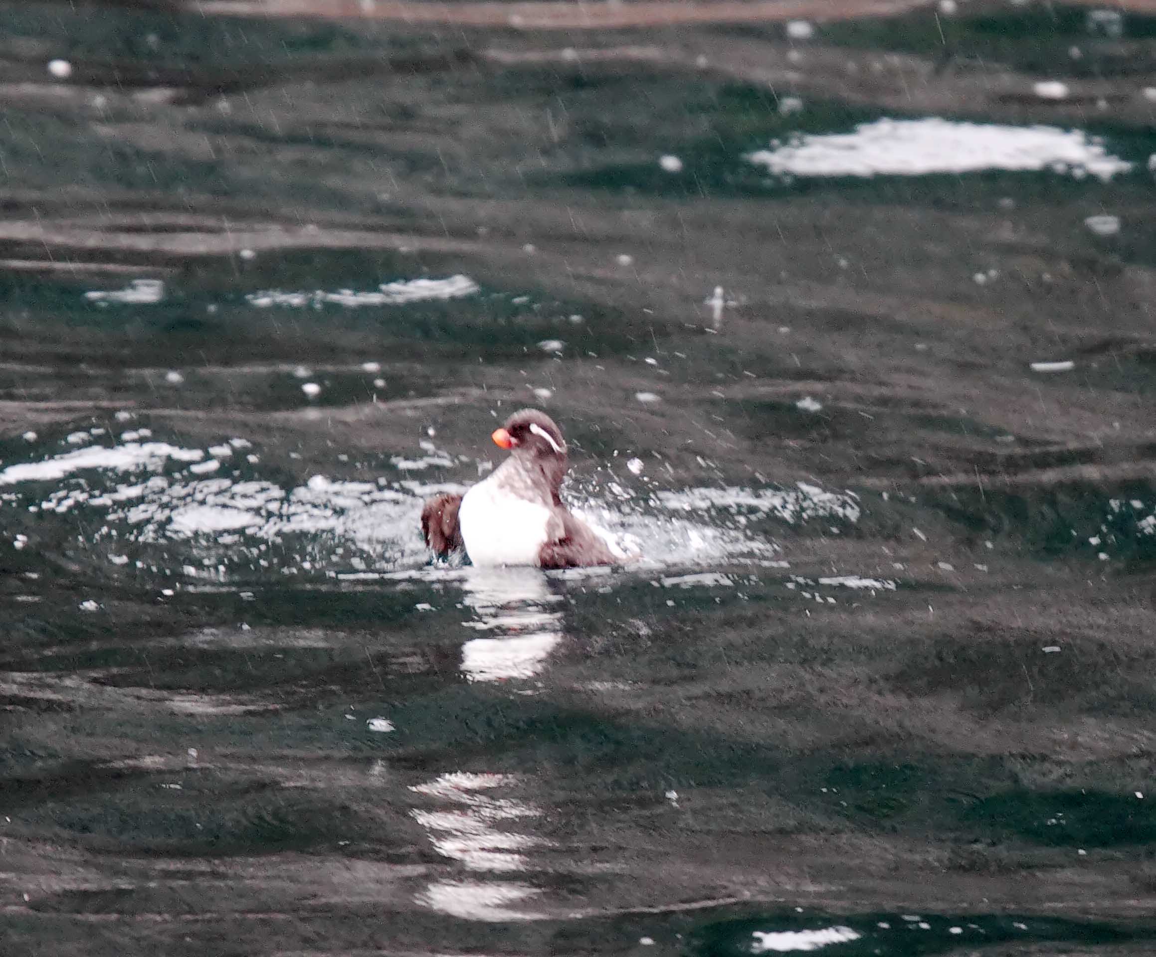 Parakeet Auklet - breeding_7292.jpg