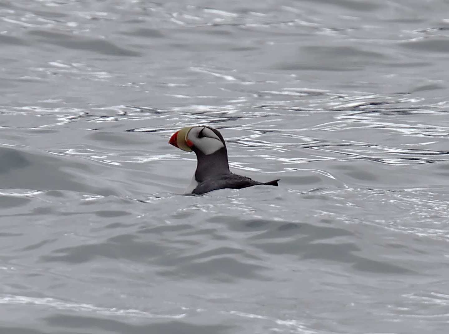 Horned Puffin_6380.jpg