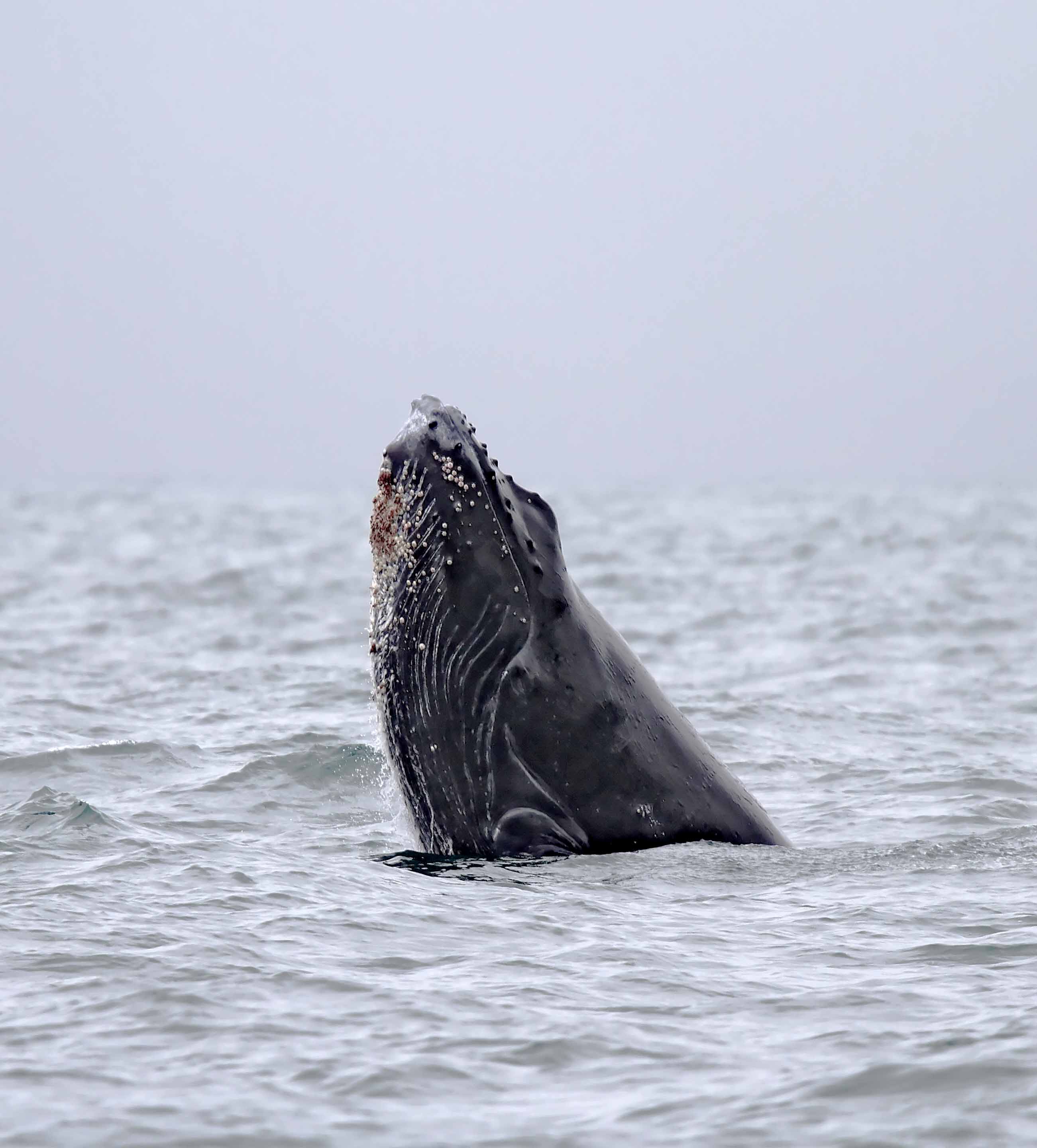 Humpback Whale_6682.jpg