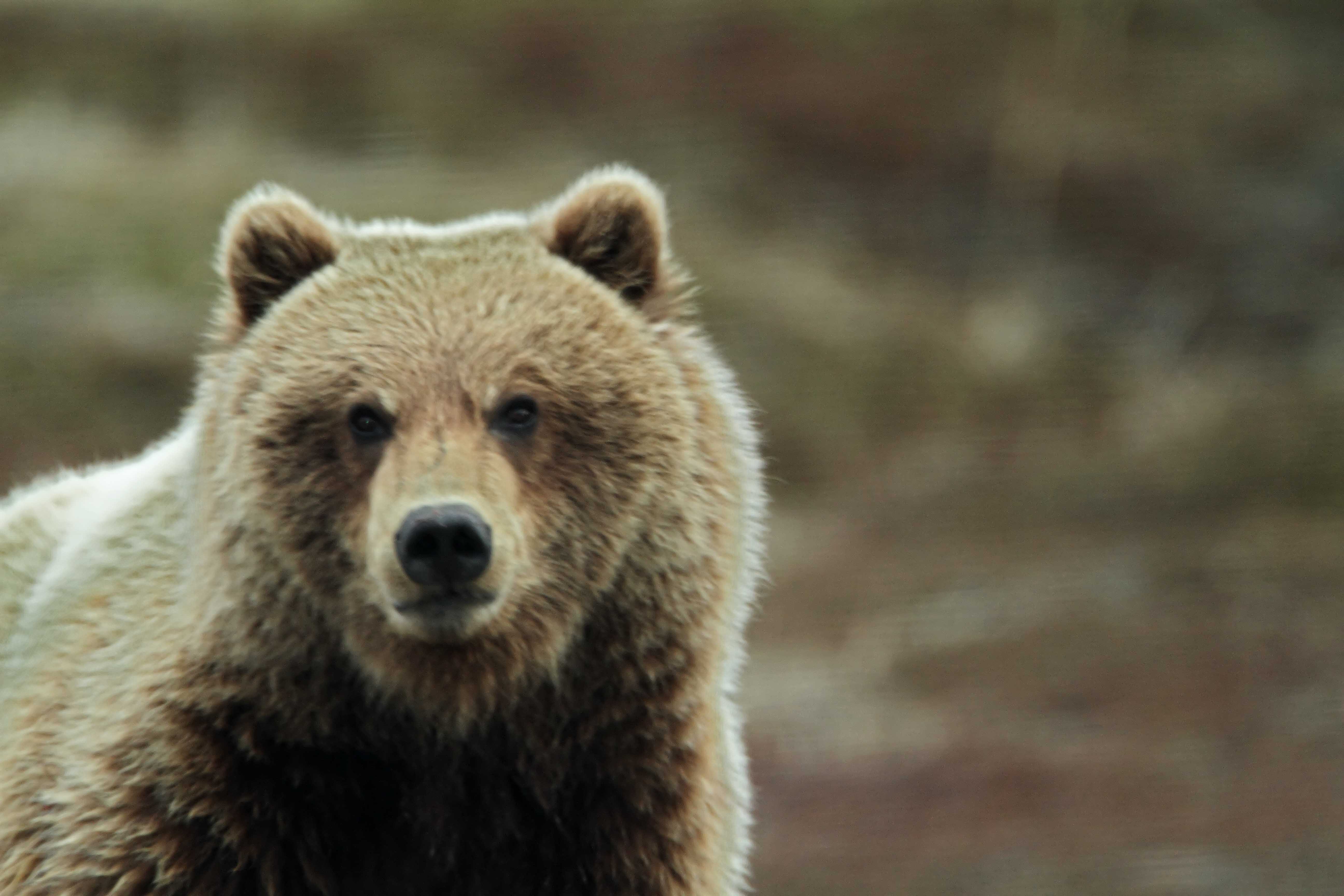 Grizzly Bear_2423.jpg