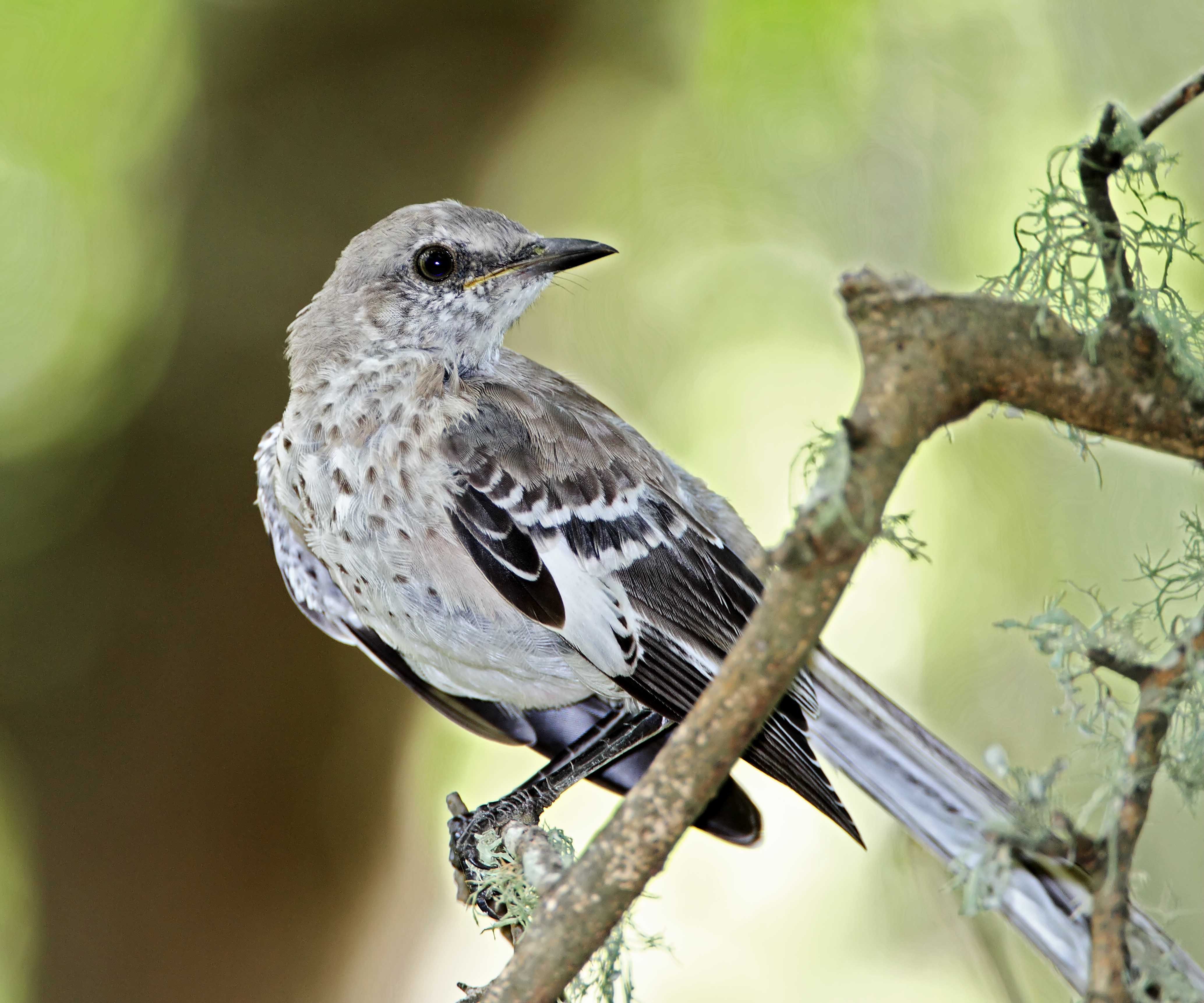 Northern Mockingbird - juvenile_8562.jpg