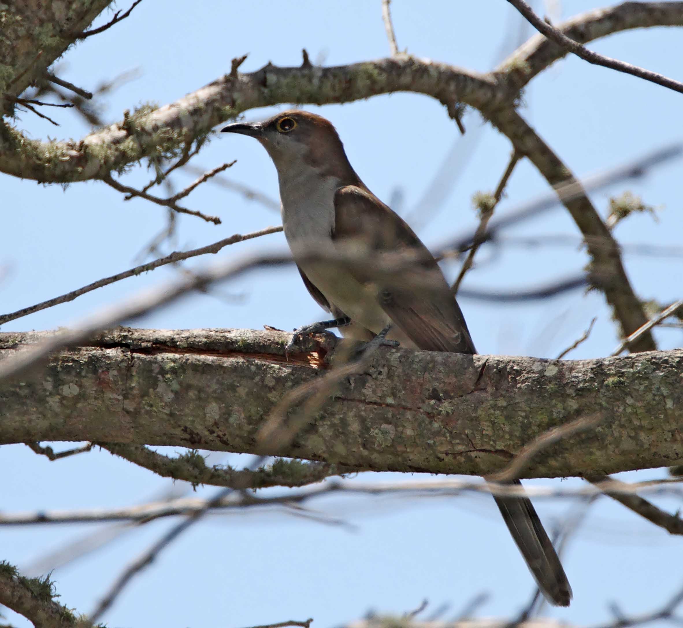 Black-billed Cuckoo - juvenile_8710.jpg