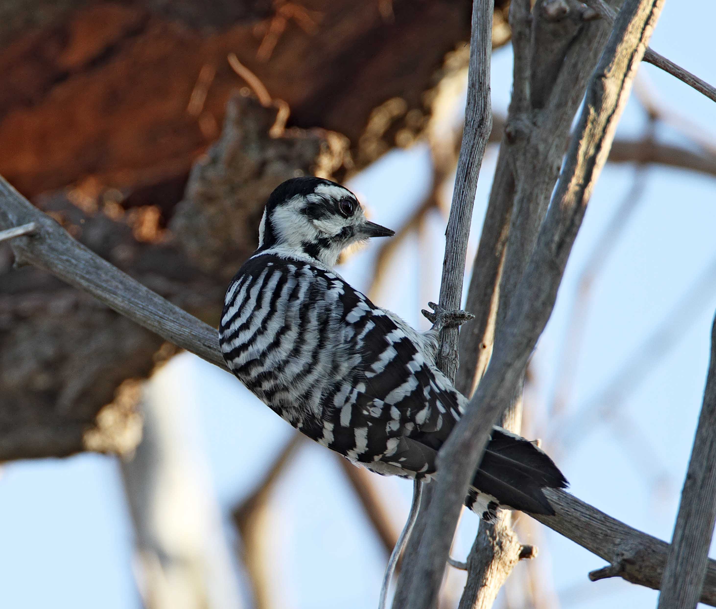 Ladder-backed Woodpecker at LaFittes Cove Galveston_2101.jpg