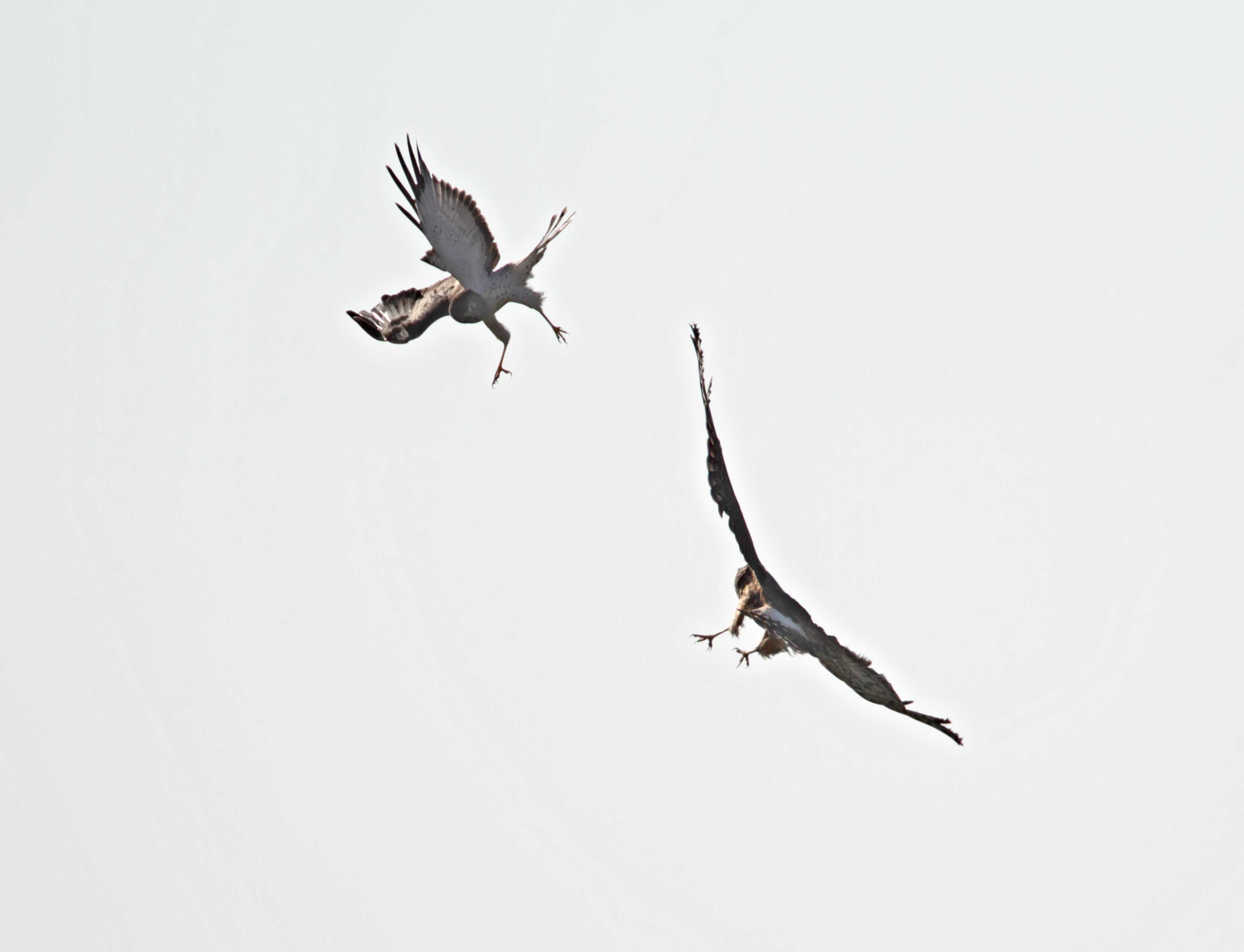 Northern Harrier - female vs male1_2177.jpg