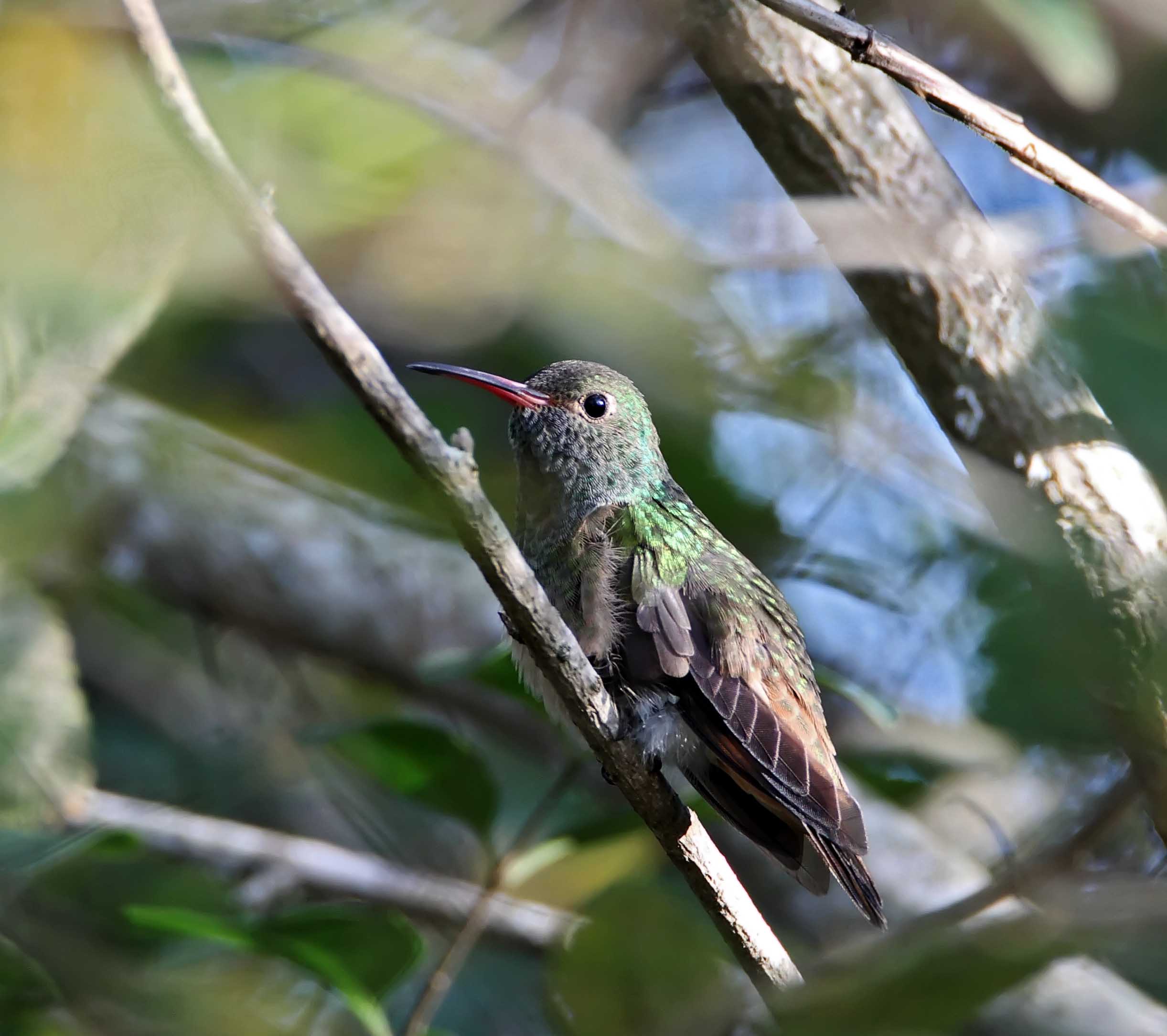 Buff-bellied Hummingbird_2204.jpg