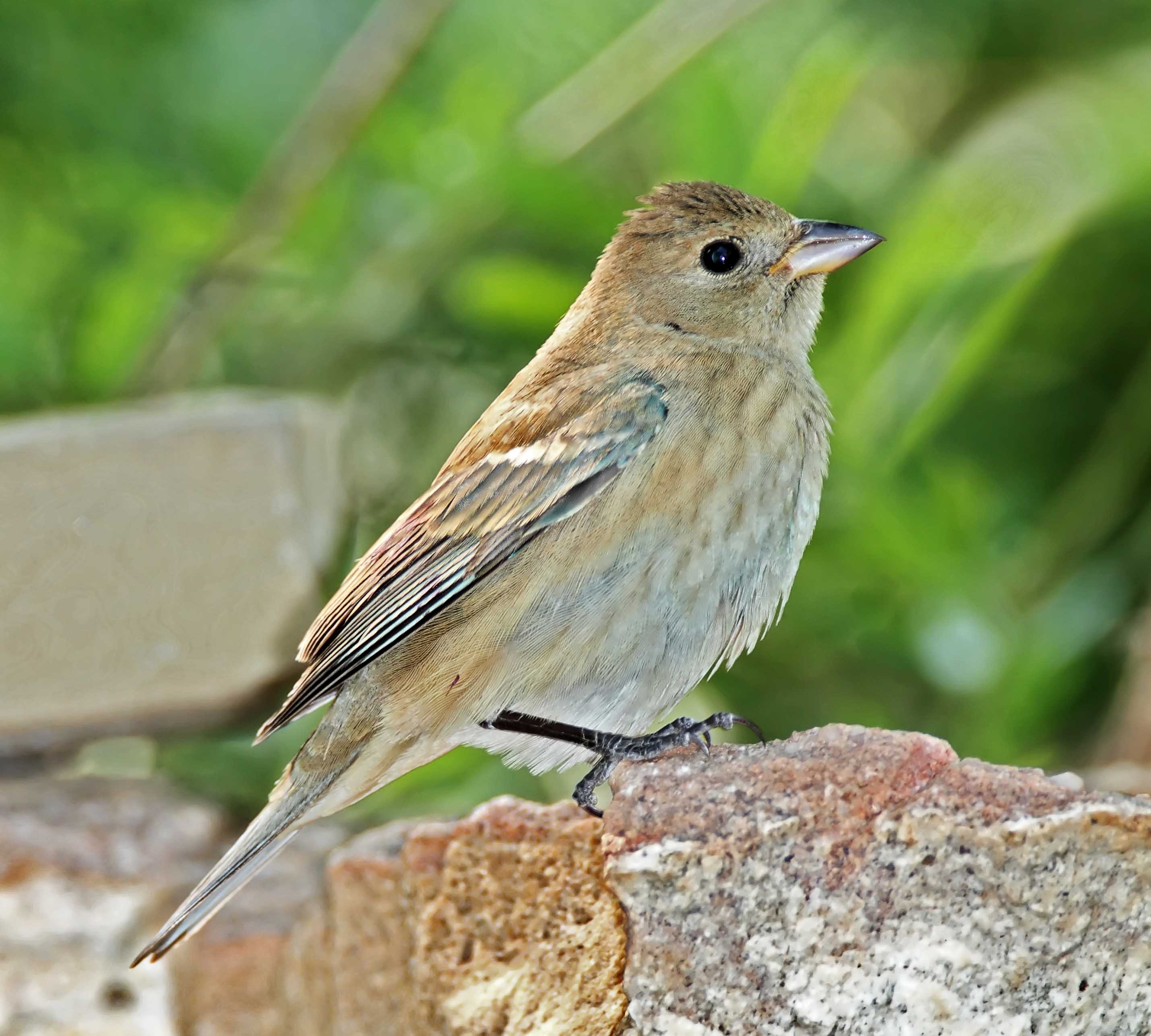 Indigo Bunting - breeding female_6953.jpg