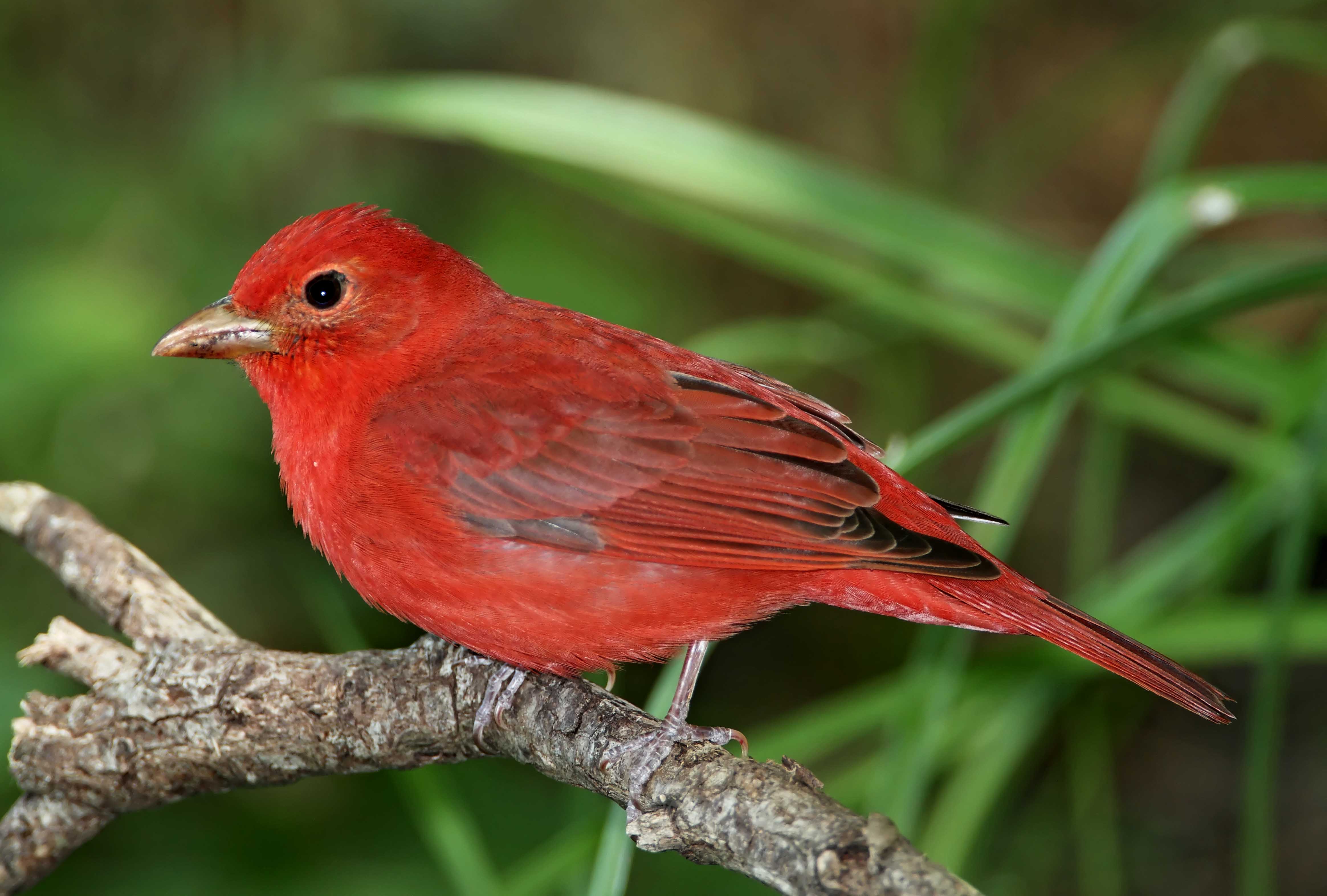 Summer Tanager_8228.jpg