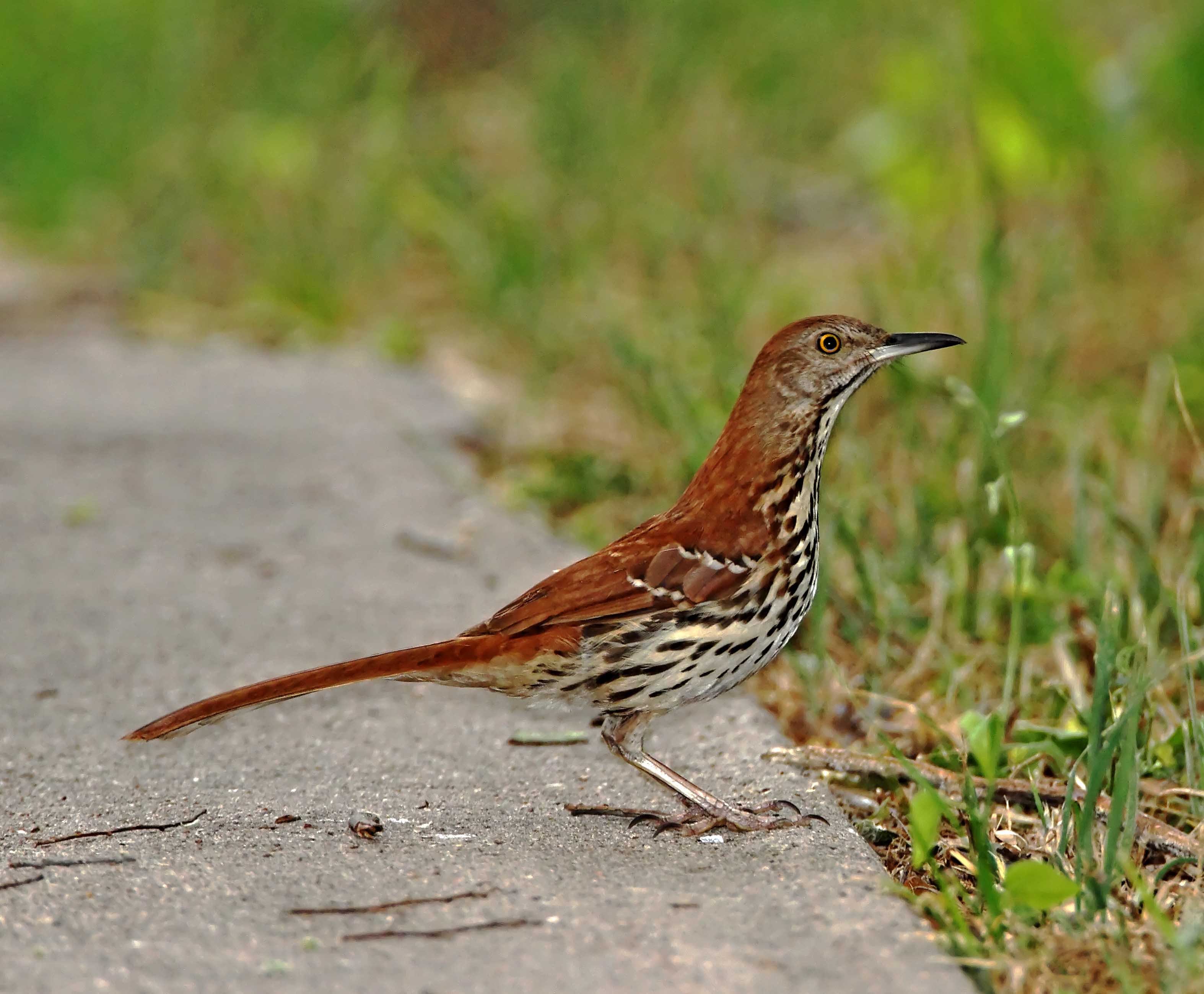 Brown Thrasher_8325.jpg