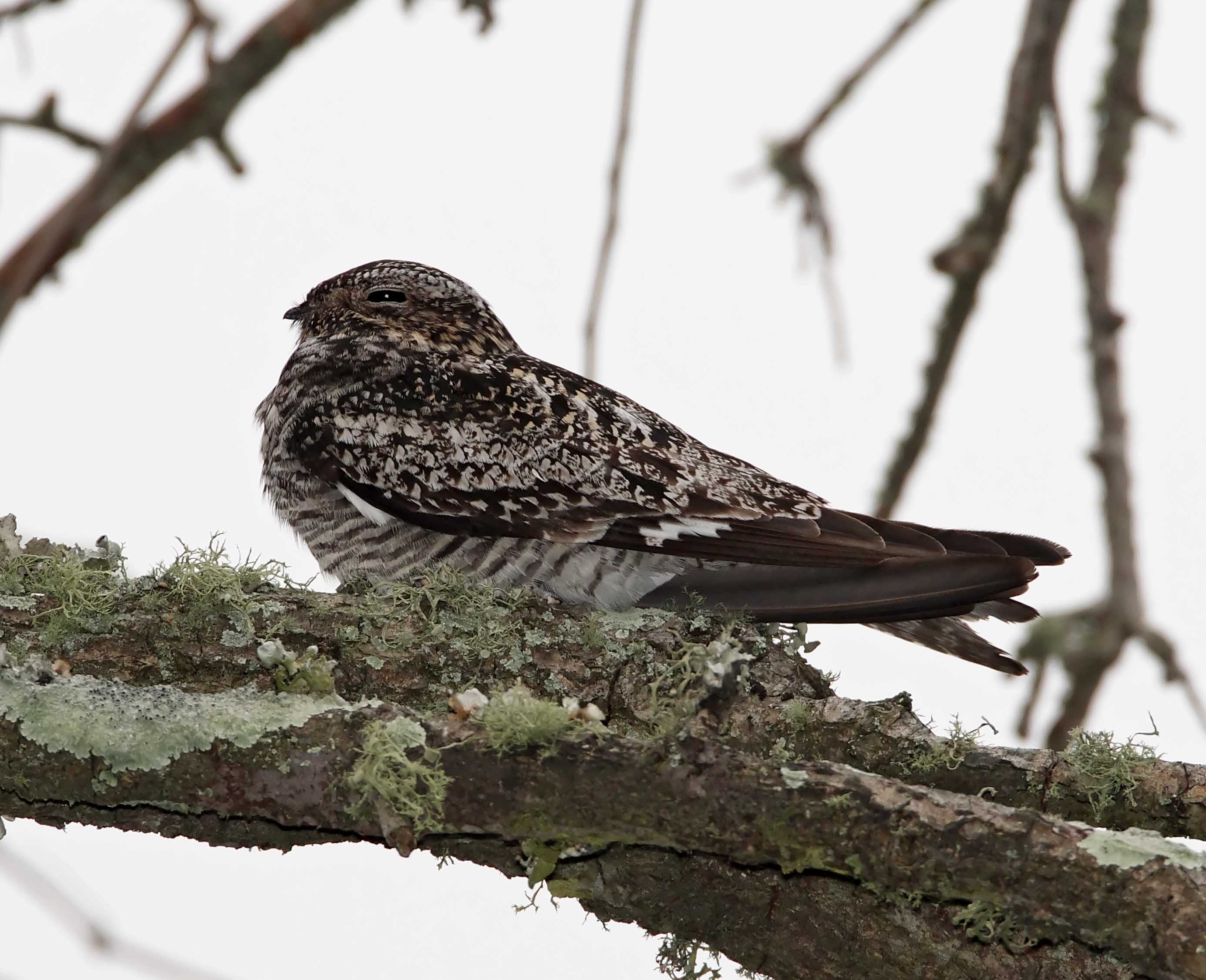 Common Nighthawk_8333.jpg