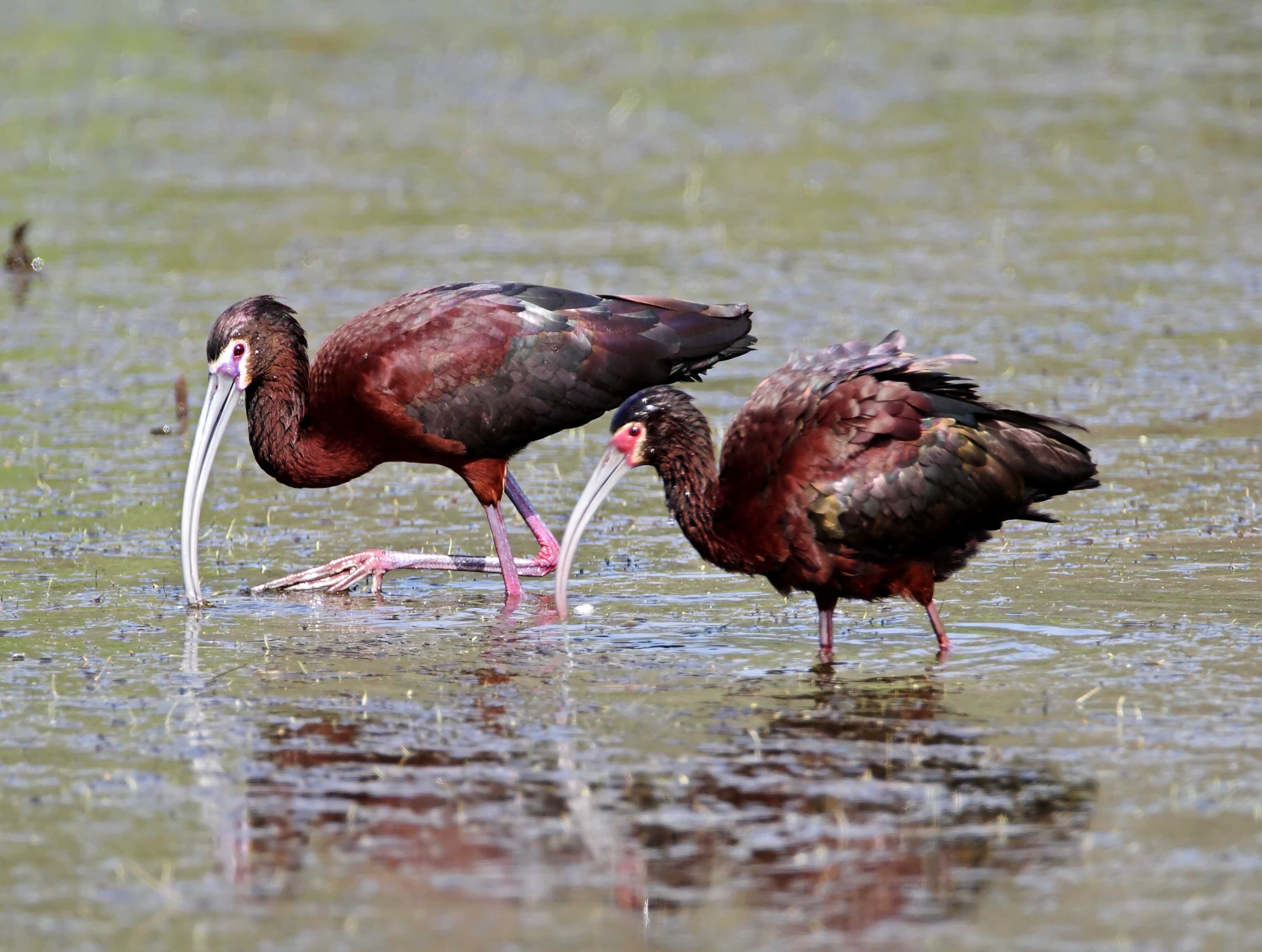 2 Dark Ibis_8383.jpg