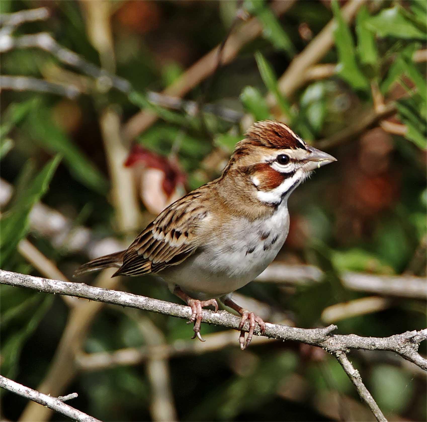 Lark Sparrow_4337.jpg