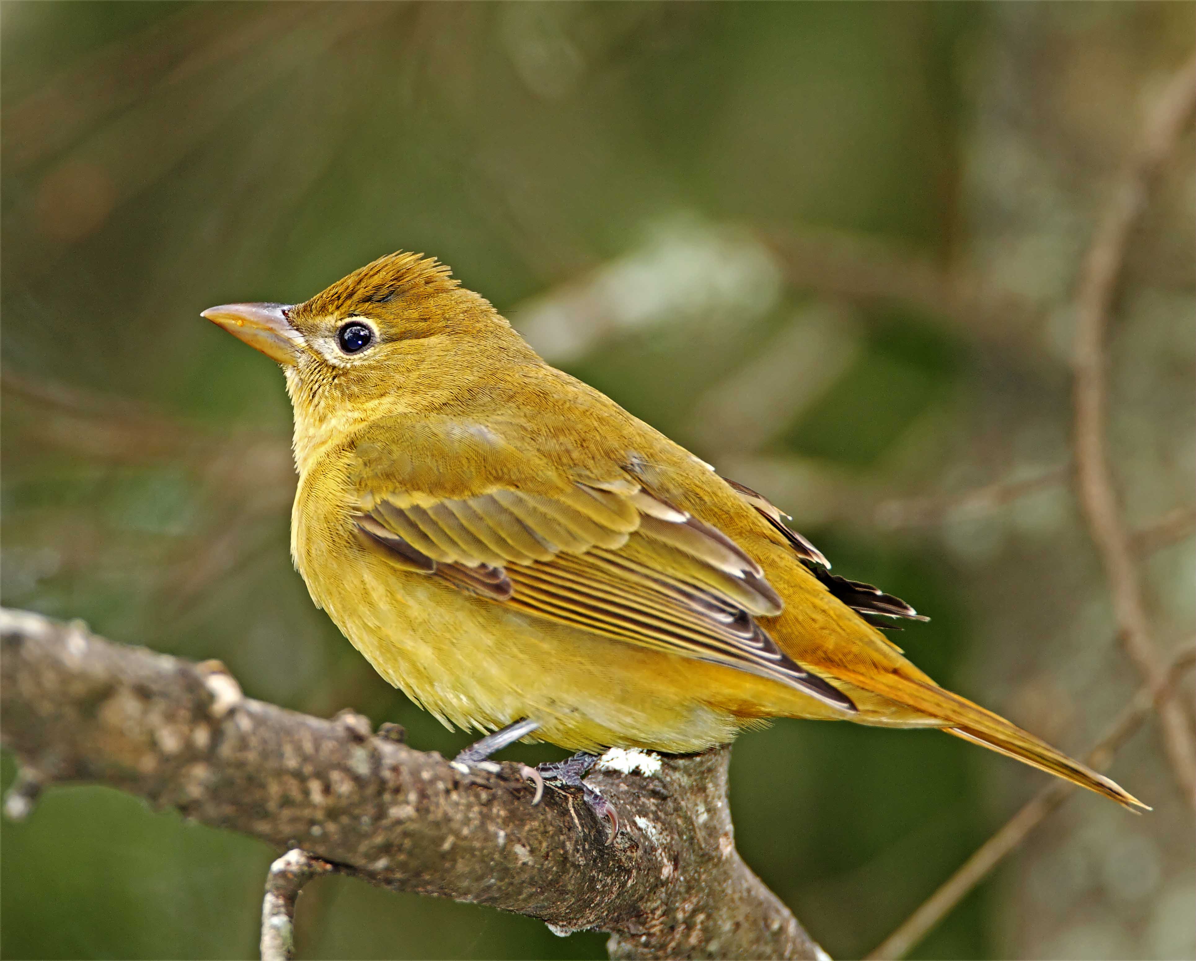 Summer Tanager - female_4241.jpg