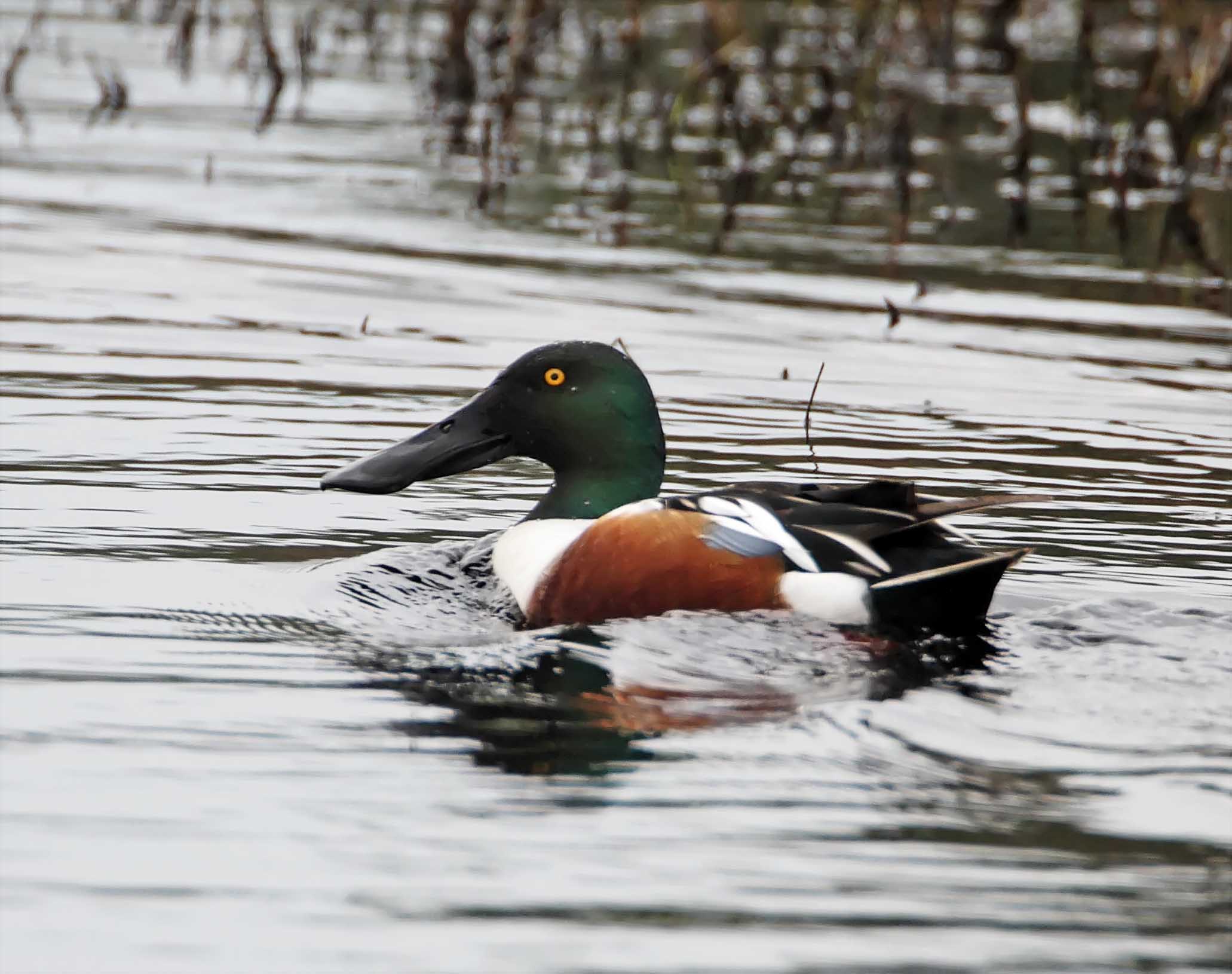Northen Shoveler - male_6581.jpg