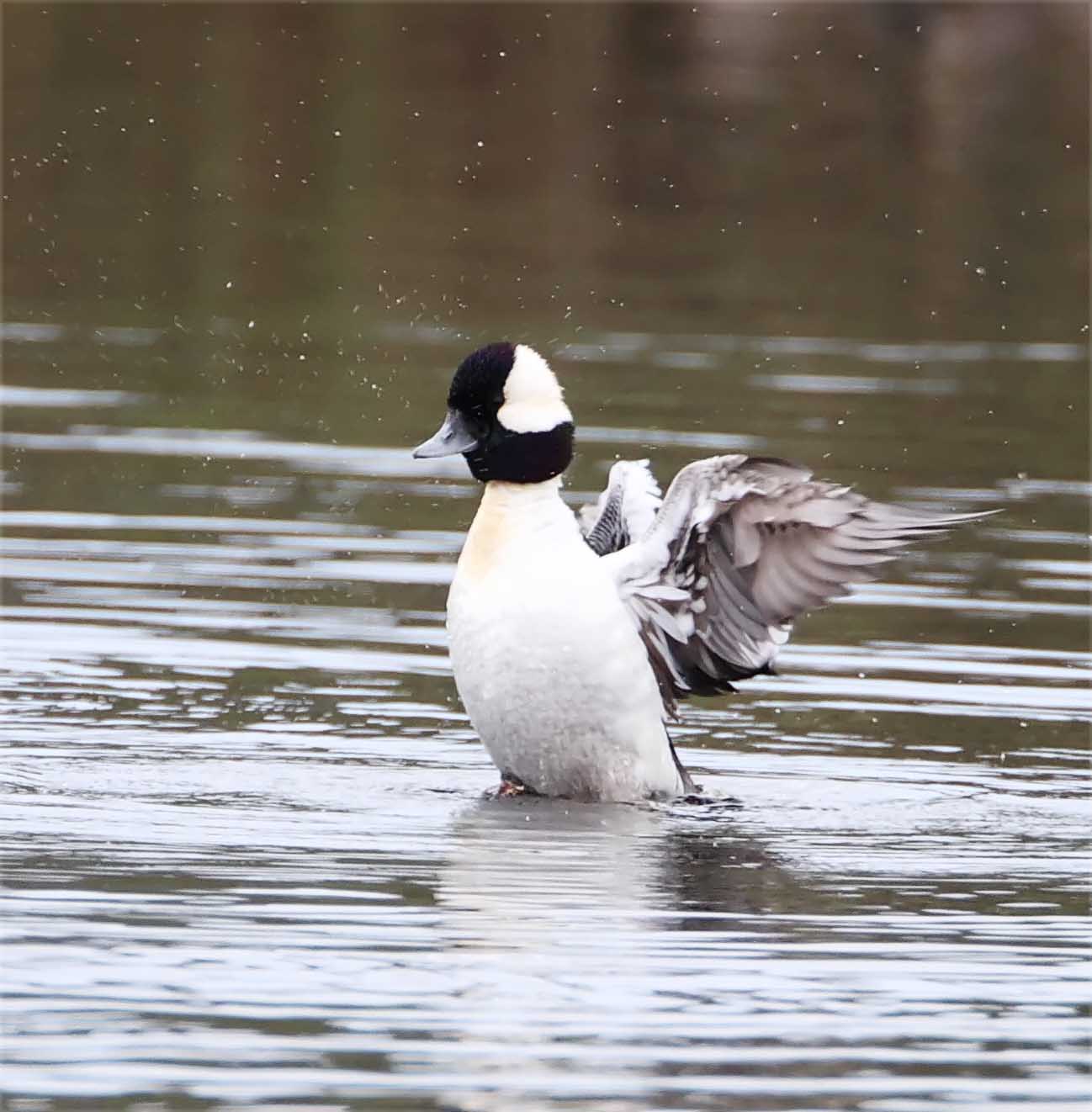 Bufflehead_6612.jpg