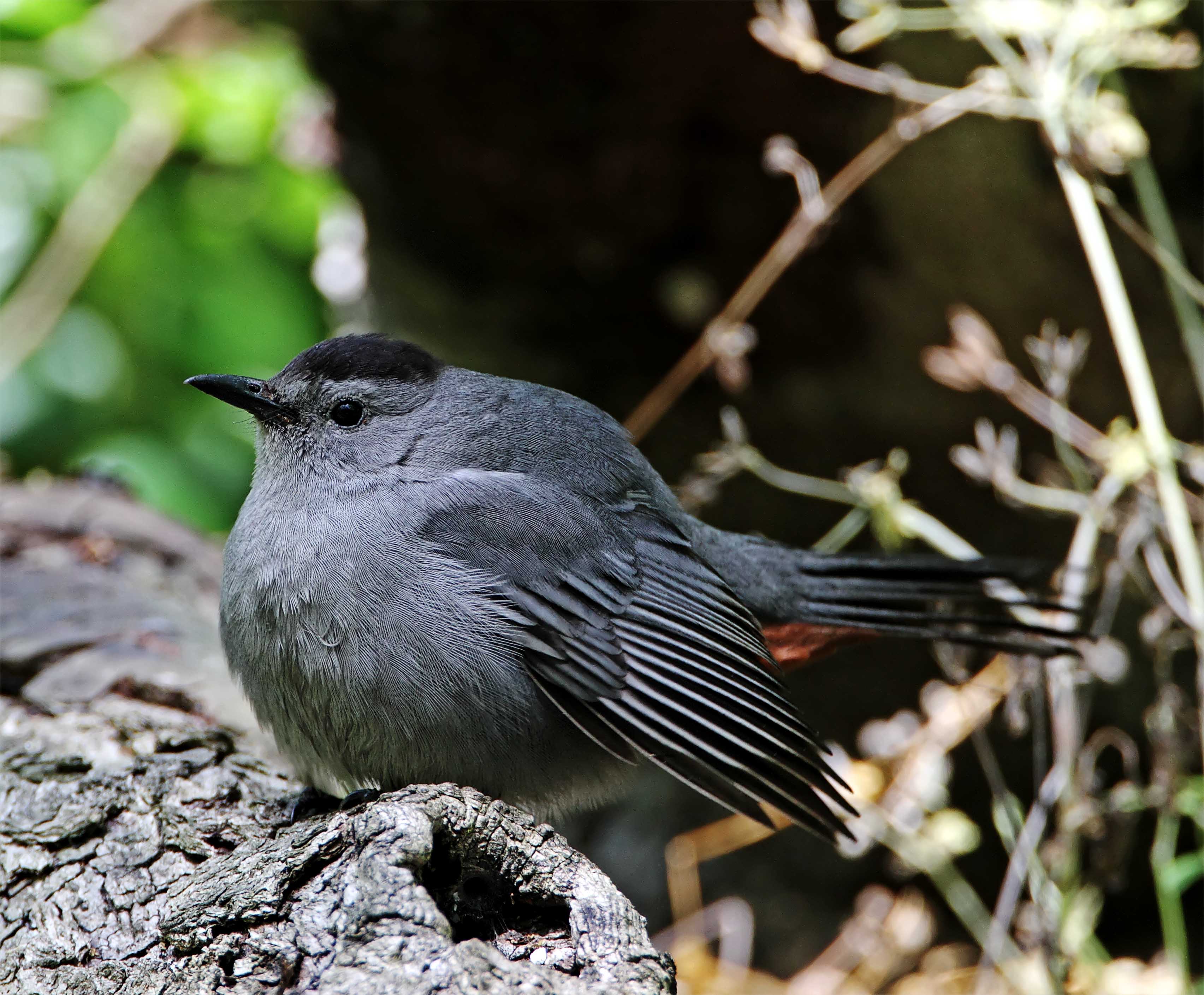 Gray Catbird_7984.jpg