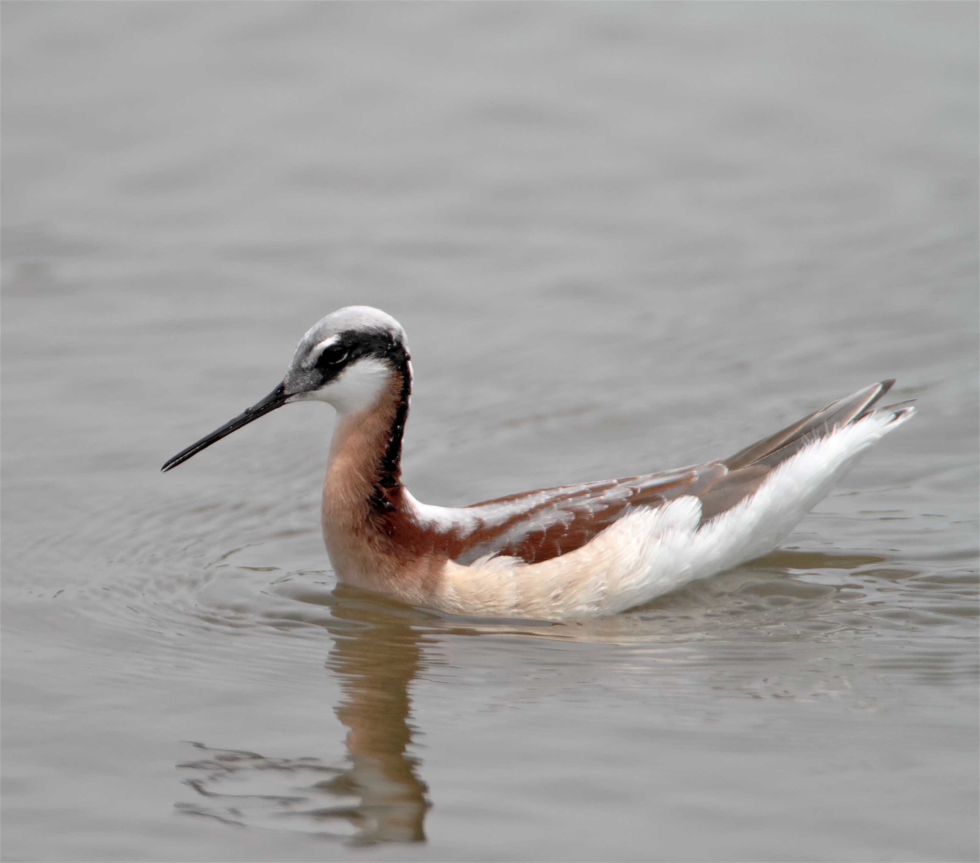 Wilsons Phalarope - breeding female_8296.jpg