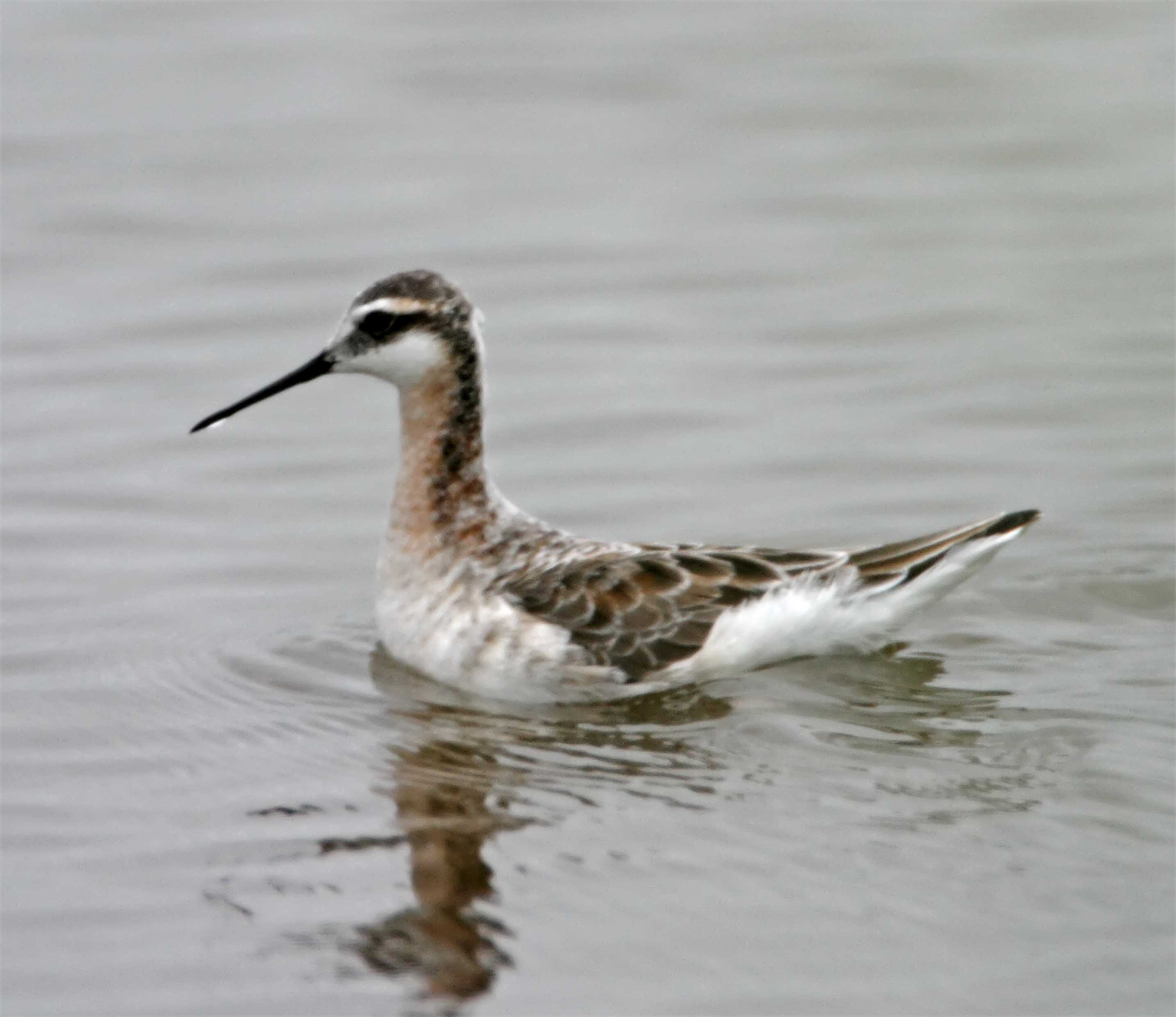Wilsons Phalarope - breeding male_8224.jpg