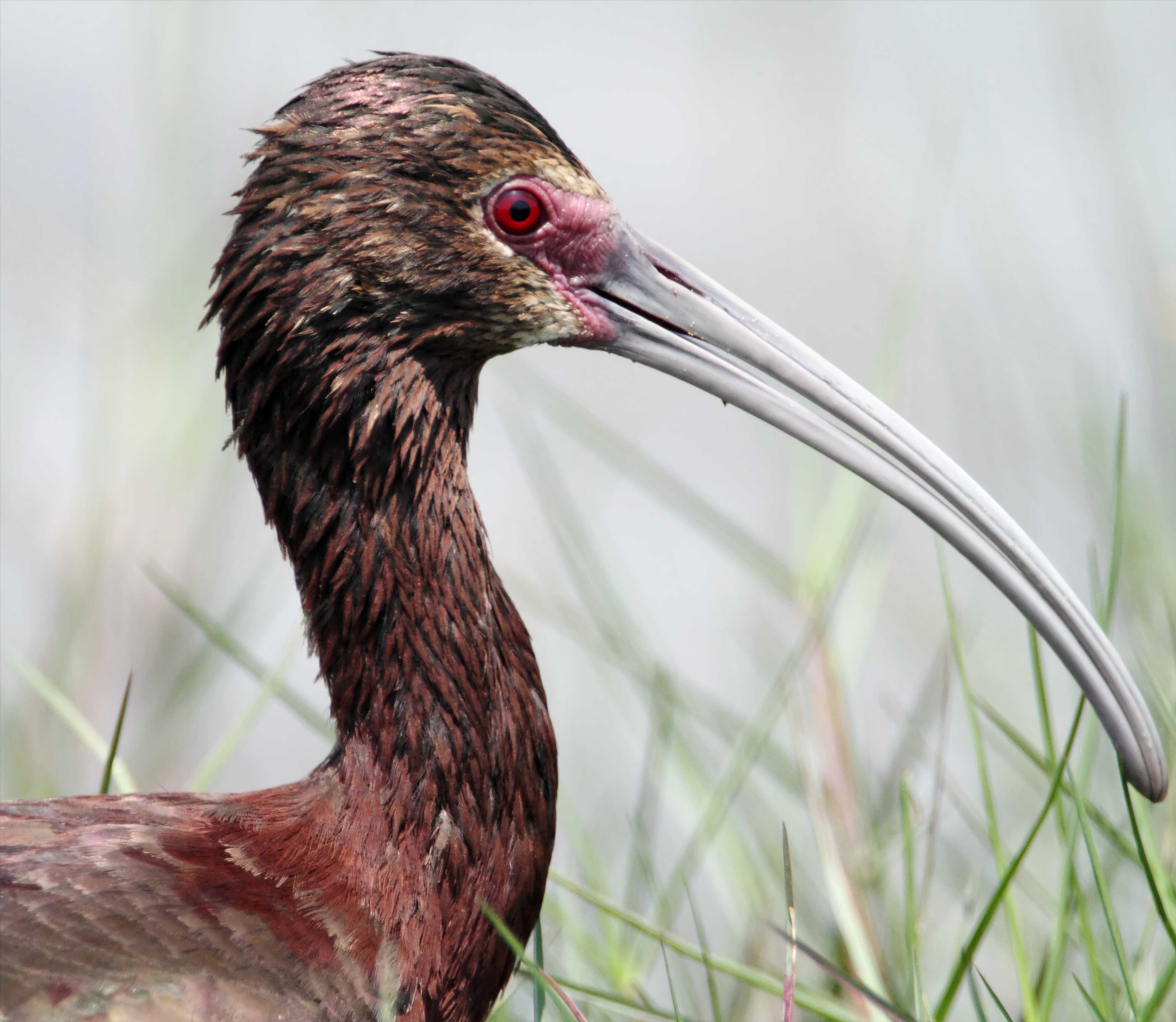 White-faced Ibis_8377.jpg