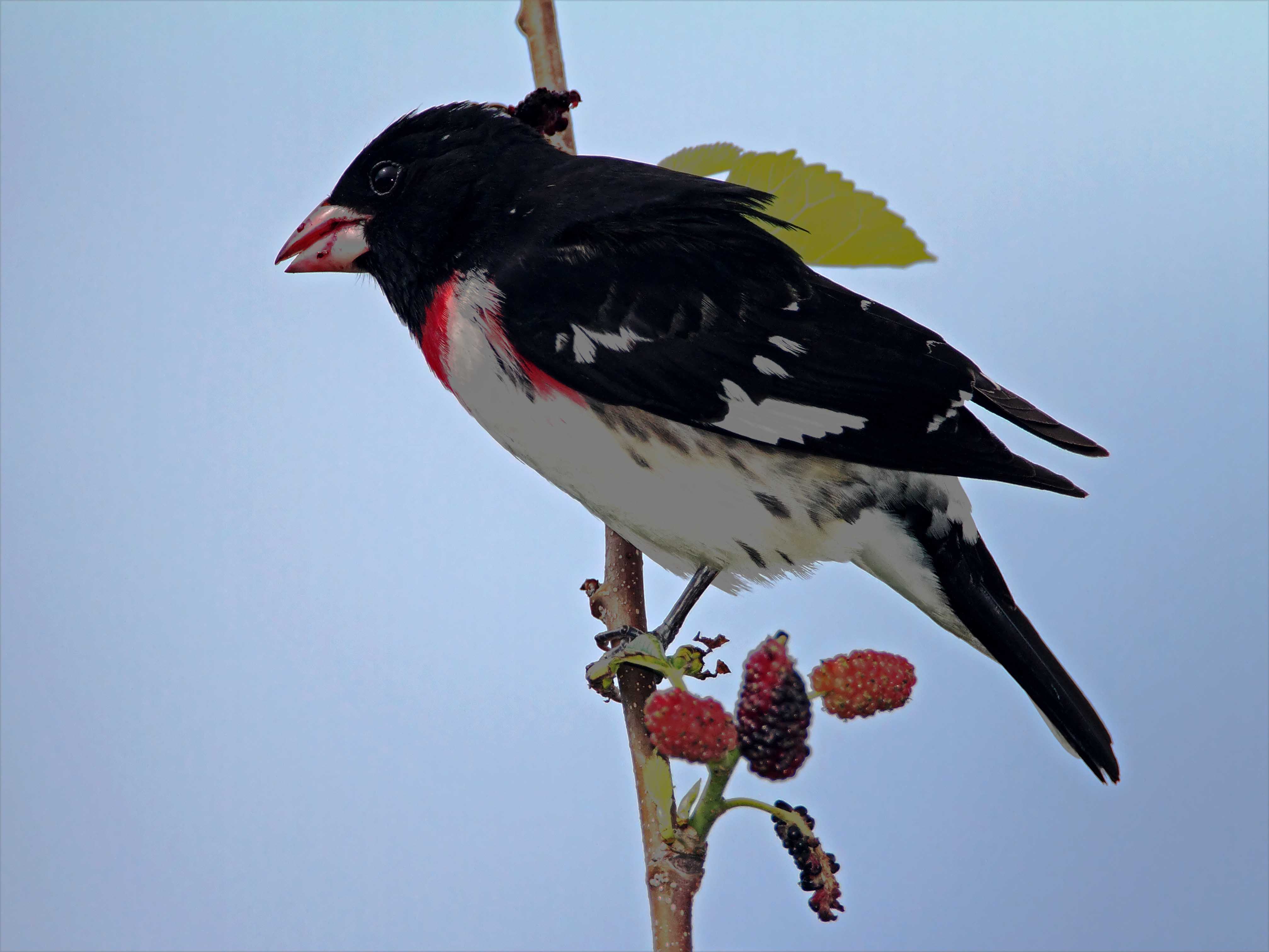 Rose-breasted Grosbeak - male_8432.jpg