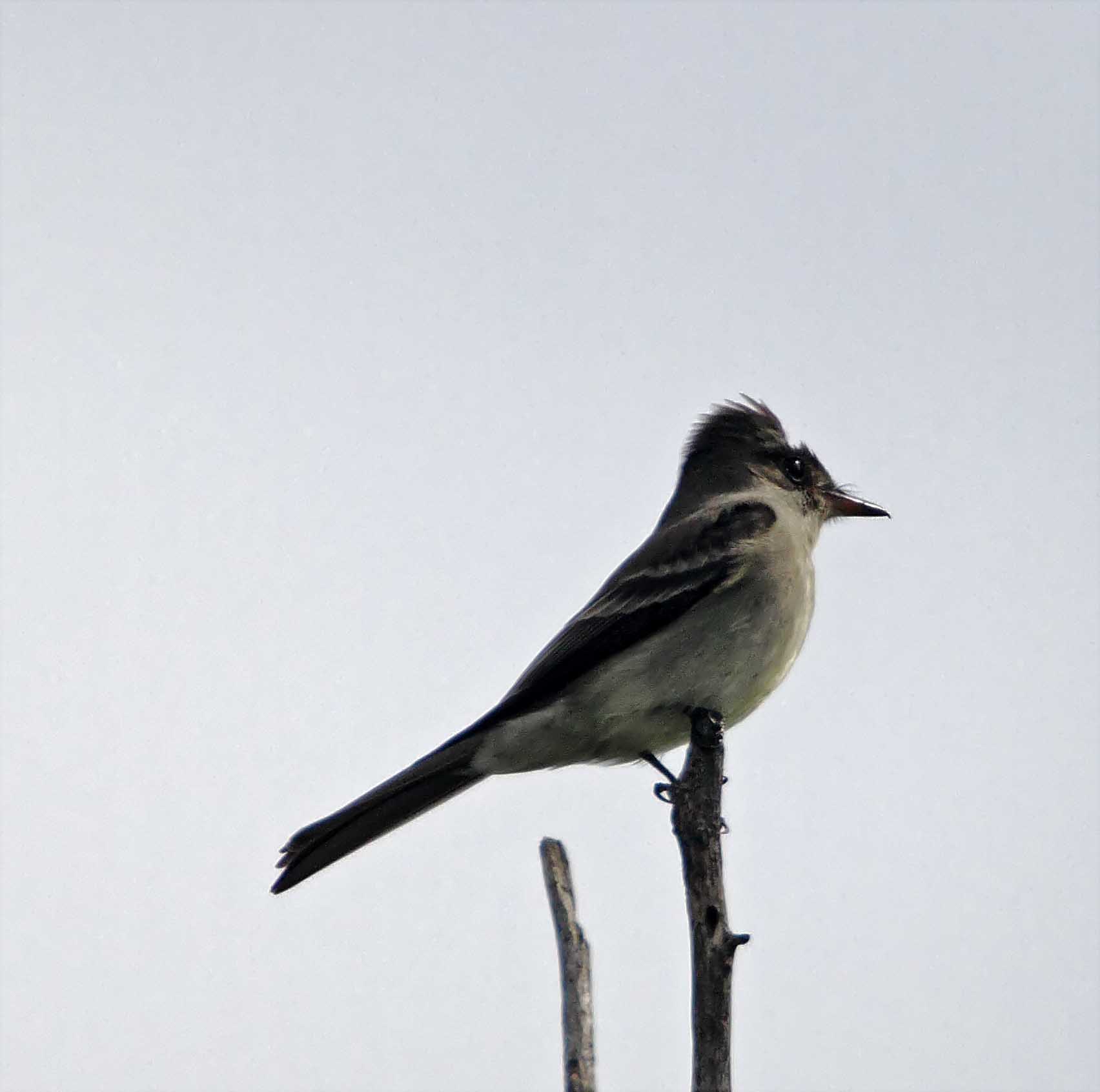 Eastern Wood-Pewee - scalped_8444.jpg