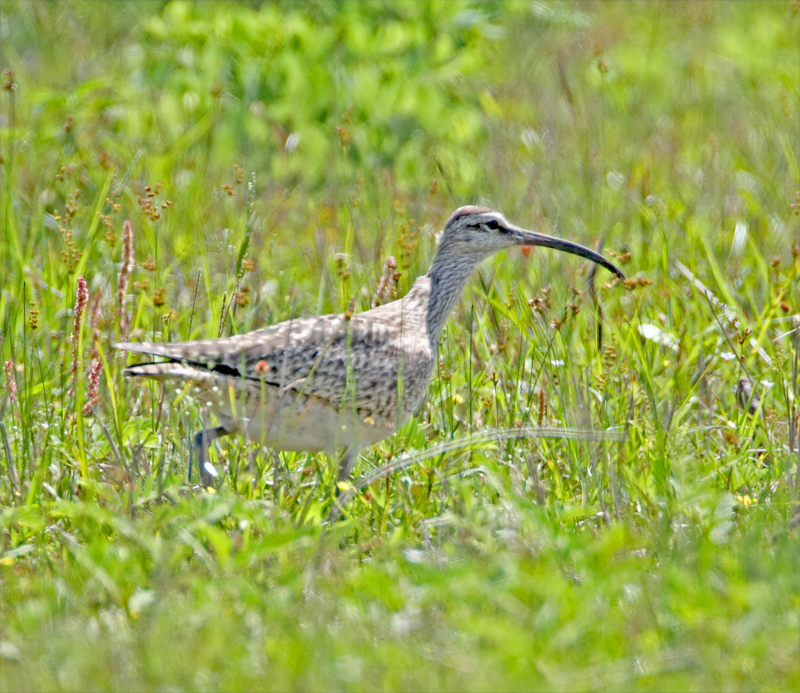 Whimbrel_8482.jpg