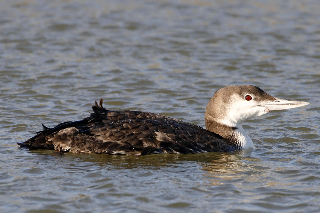 Common Loon - non-breeding_8834.jpg